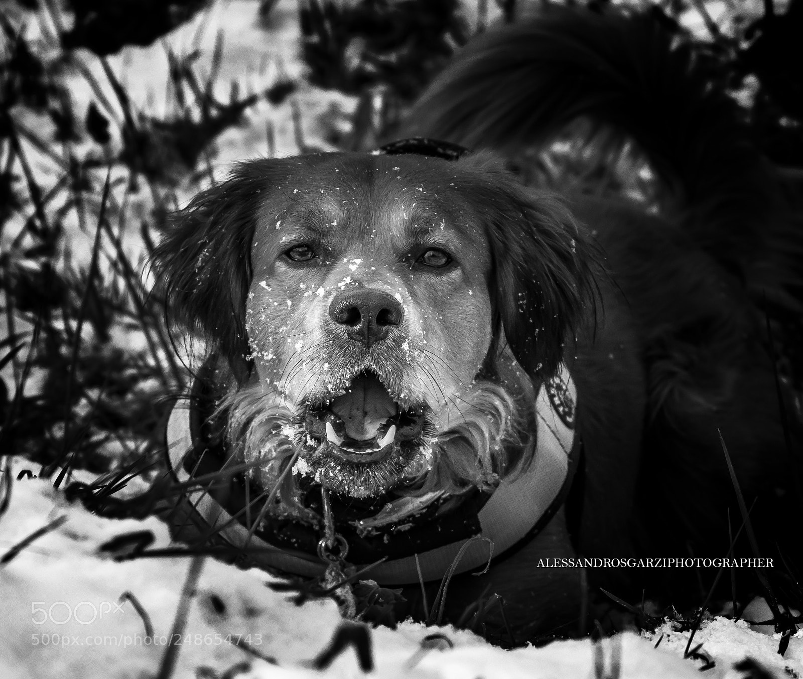 Nikon D5300 sample photo. Carlos e la neve photography