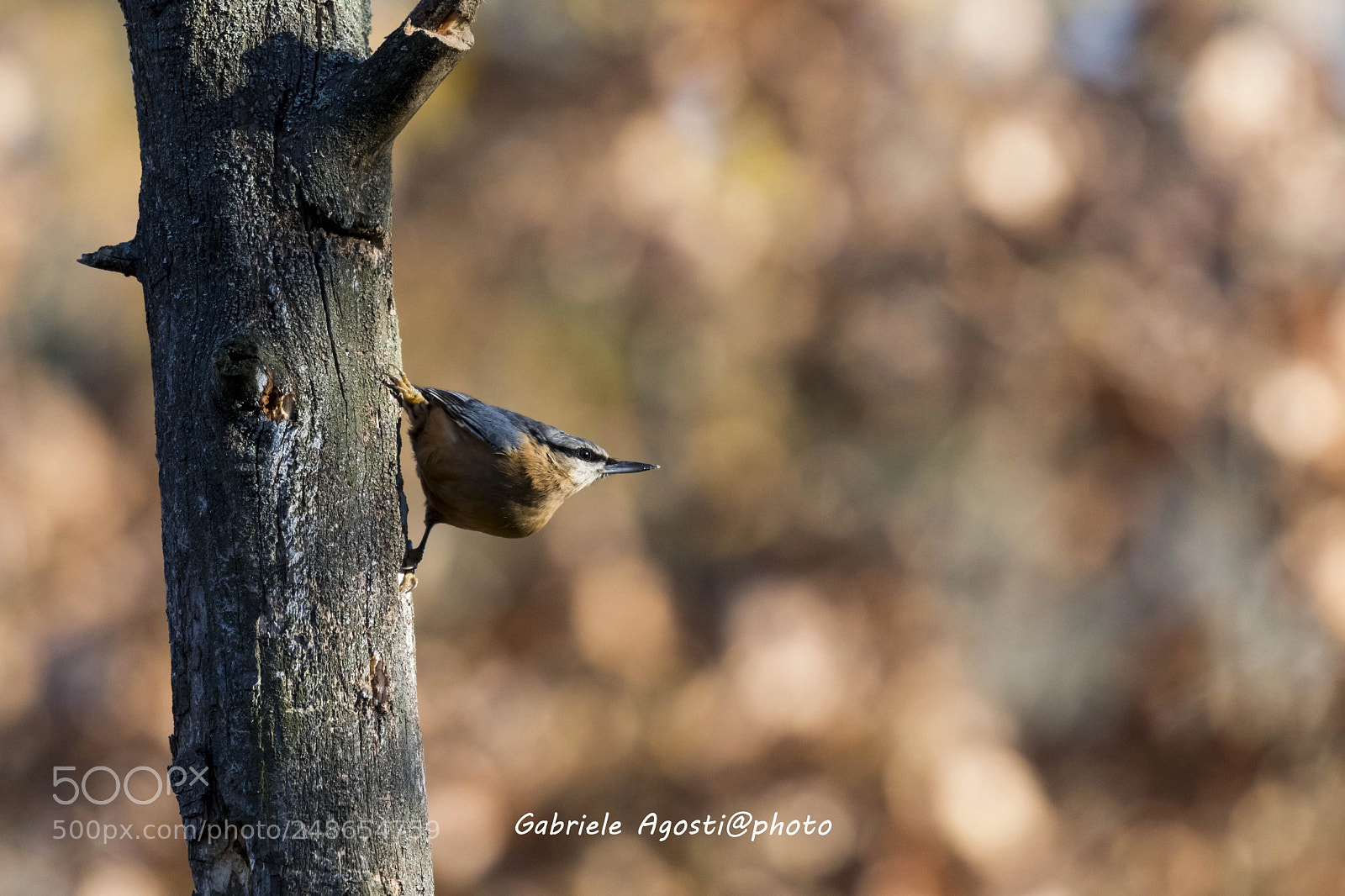 Nikon D500 sample photo. Picchio muratore photography