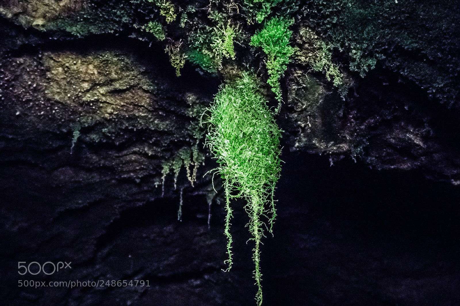 Sony a6000 sample photo. Underground life photography