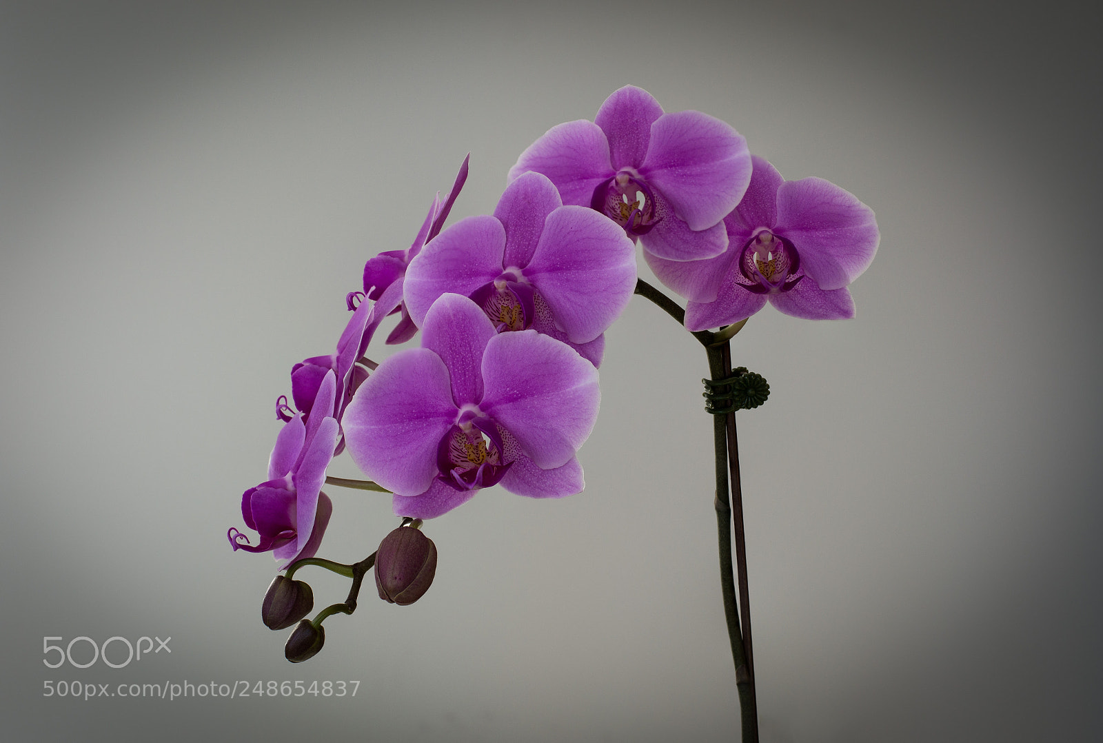 Nikon D3200 sample photo. Floral detail photography