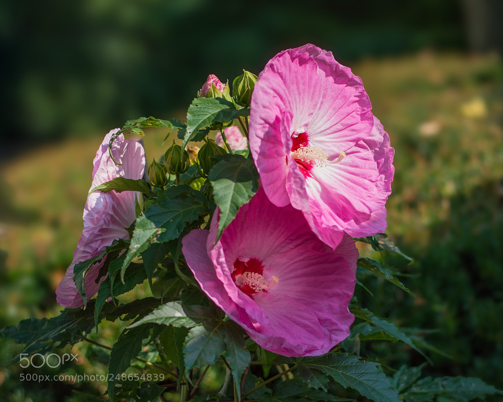 Nikon D3200 sample photo. Floral detail photography