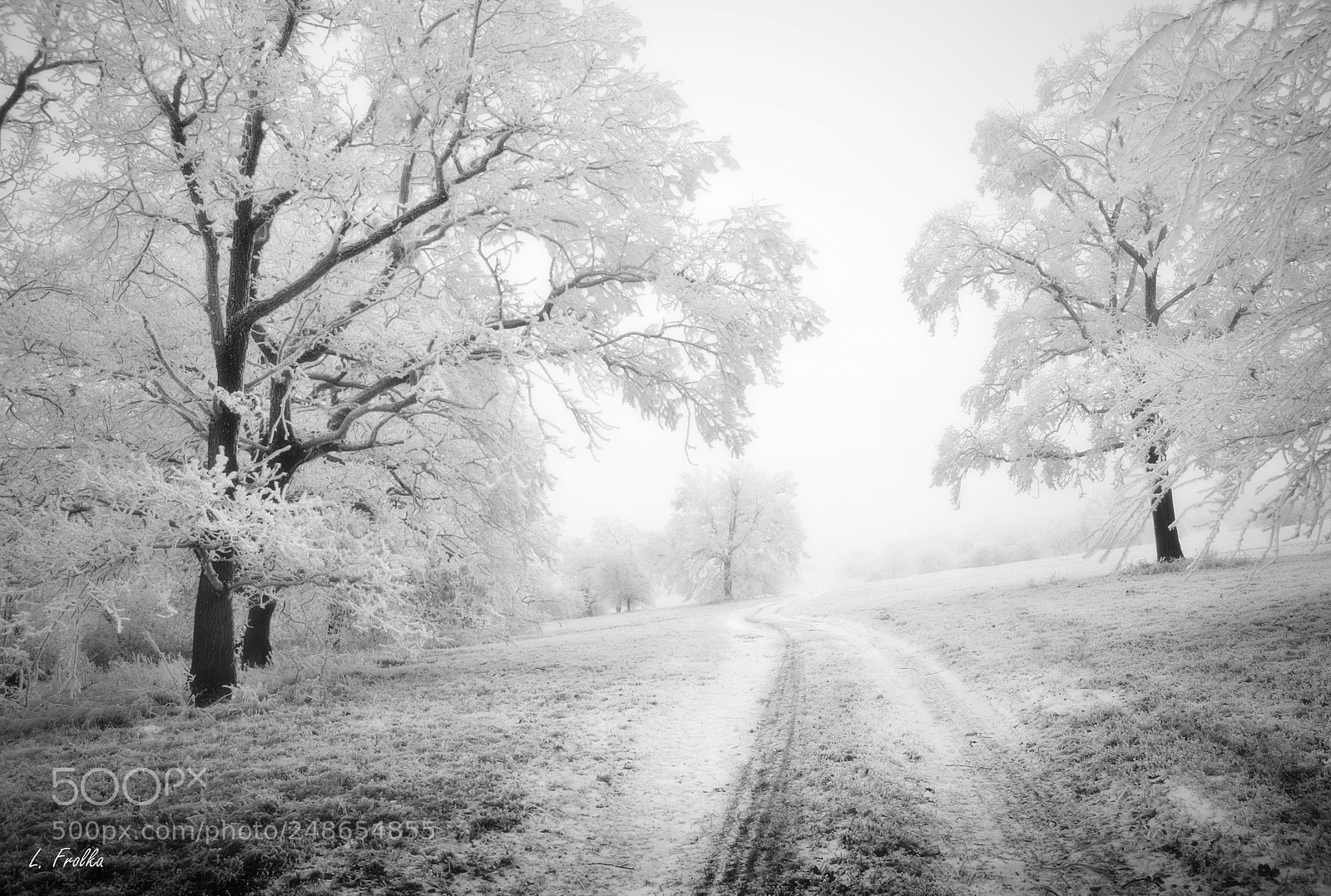Pentax K20D sample photo. Dreaming in the white photography