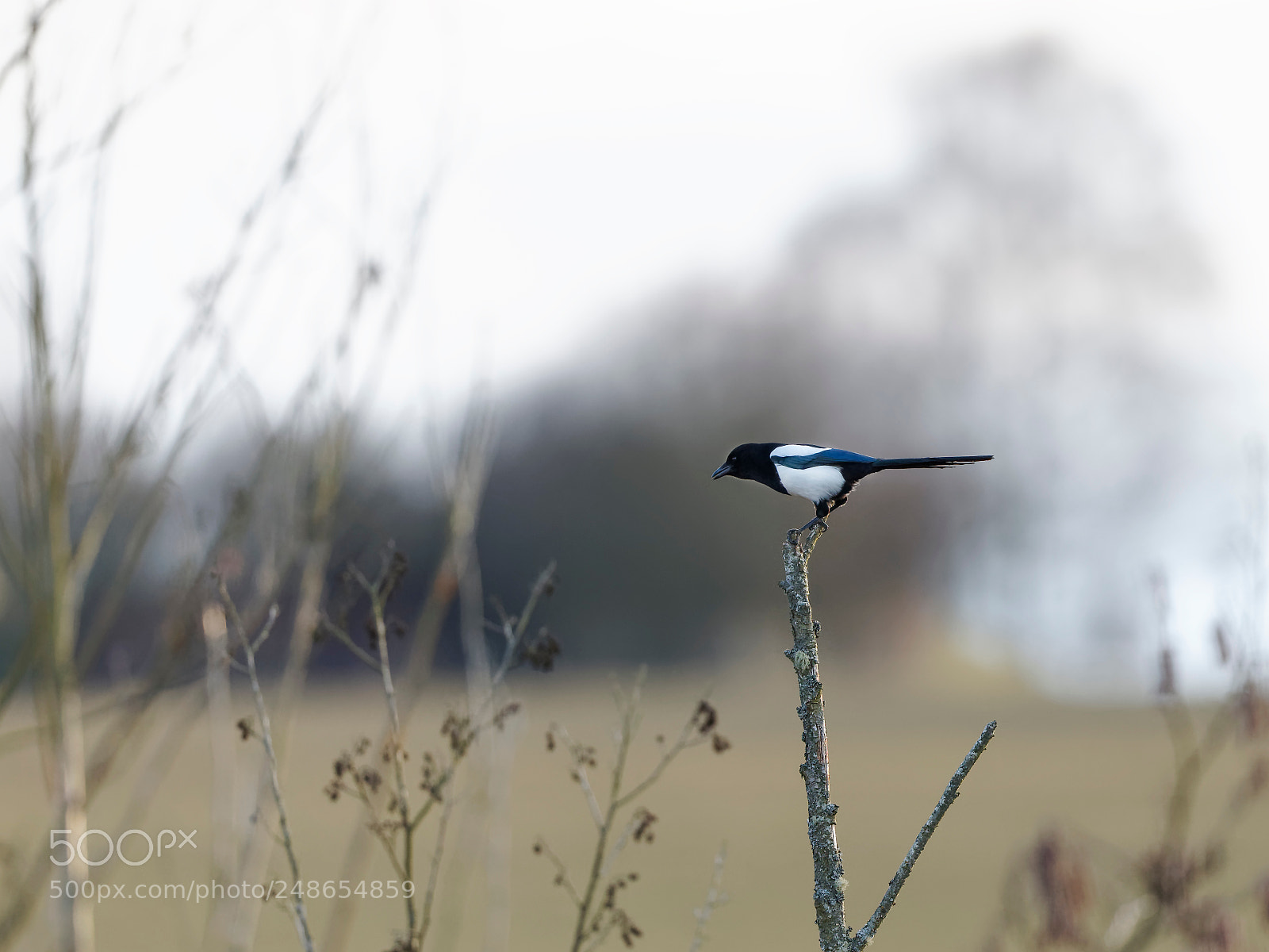 Canon EOS-1D Mark IV sample photo. Magpie aniscape photography