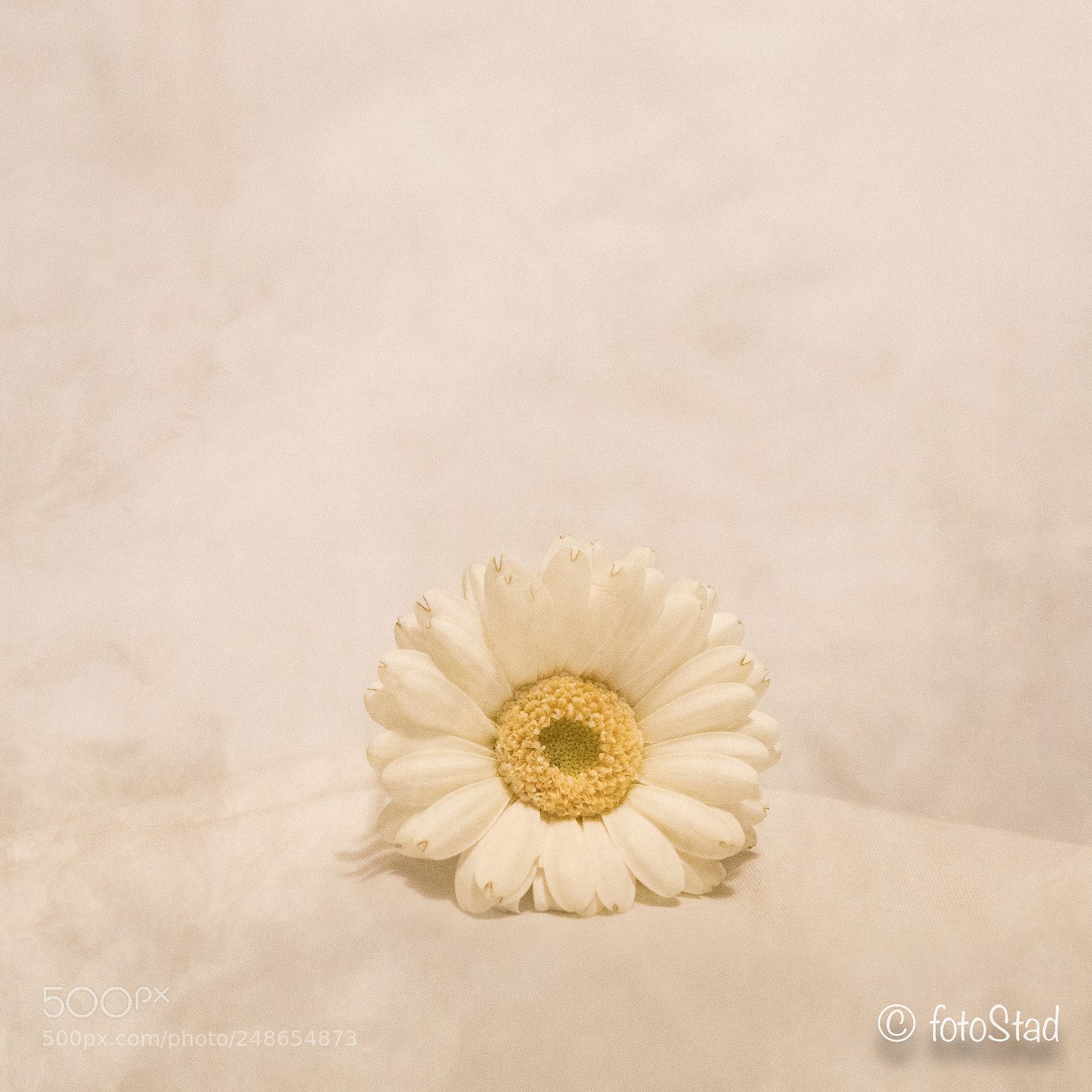 Canon EOS 6D Mark II sample photo. Gerbera photography