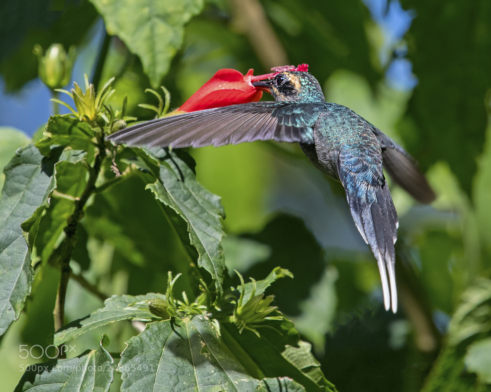 Nikon D500 sample photo. Green hermit hummingbird photography