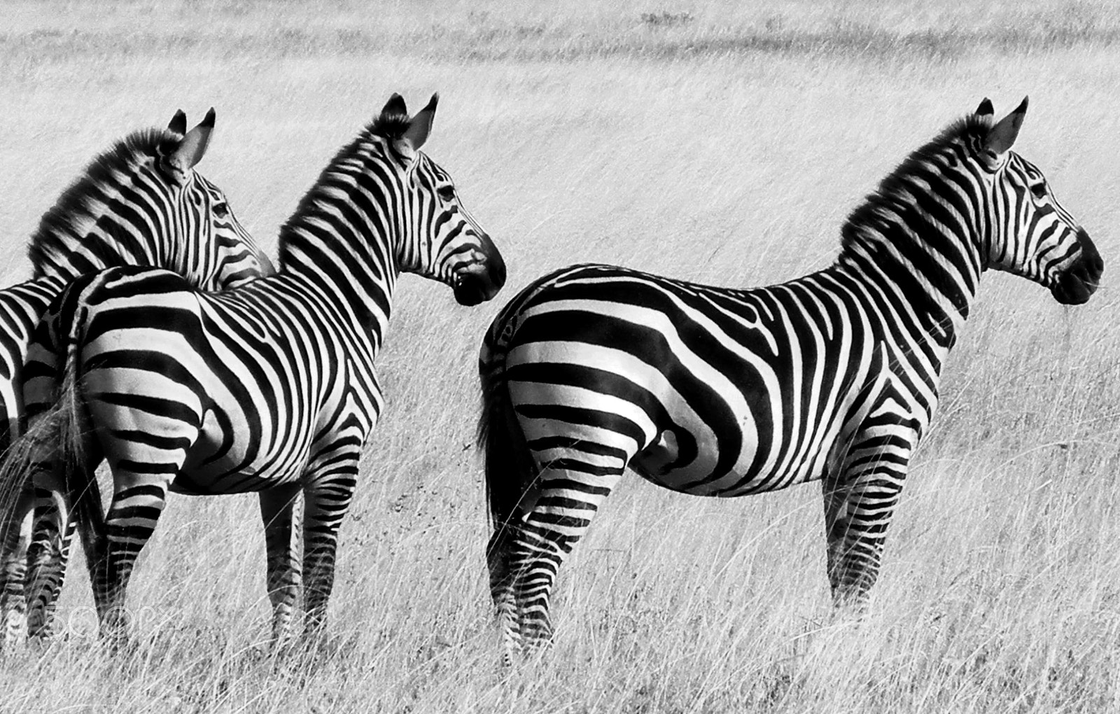 Nikon Coolpix S8100 sample photo. Zebra trio photography