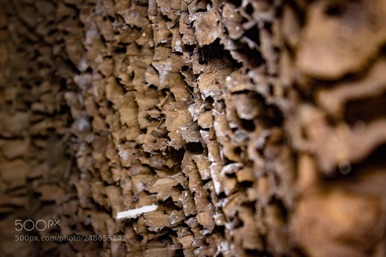 Canon EOS 600D (Rebel EOS T3i / EOS Kiss X5) sample photo. Rotten wood photography