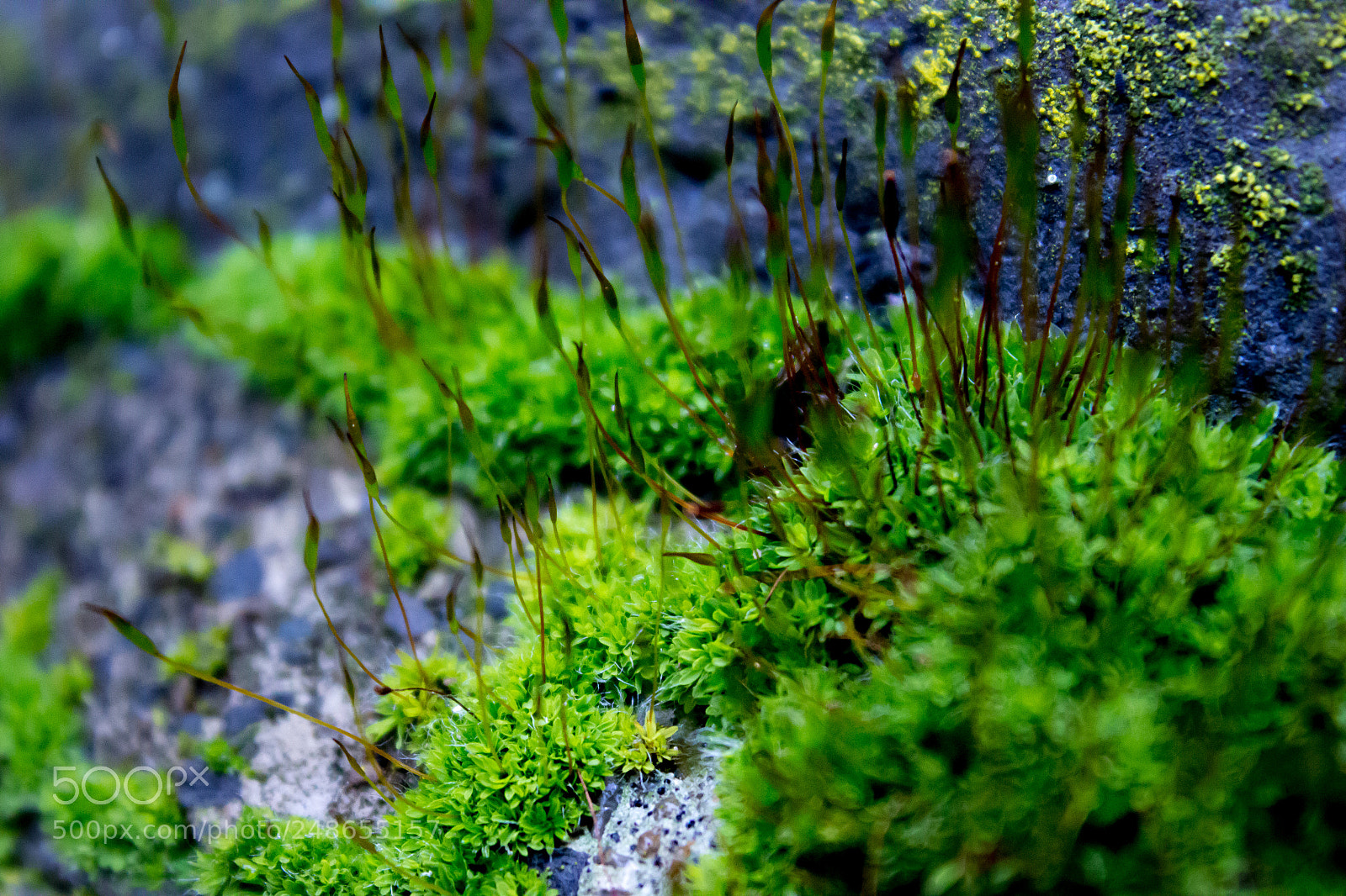 Canon EOS 600D (Rebel EOS T3i / EOS Kiss X5) sample photo. Moss photography