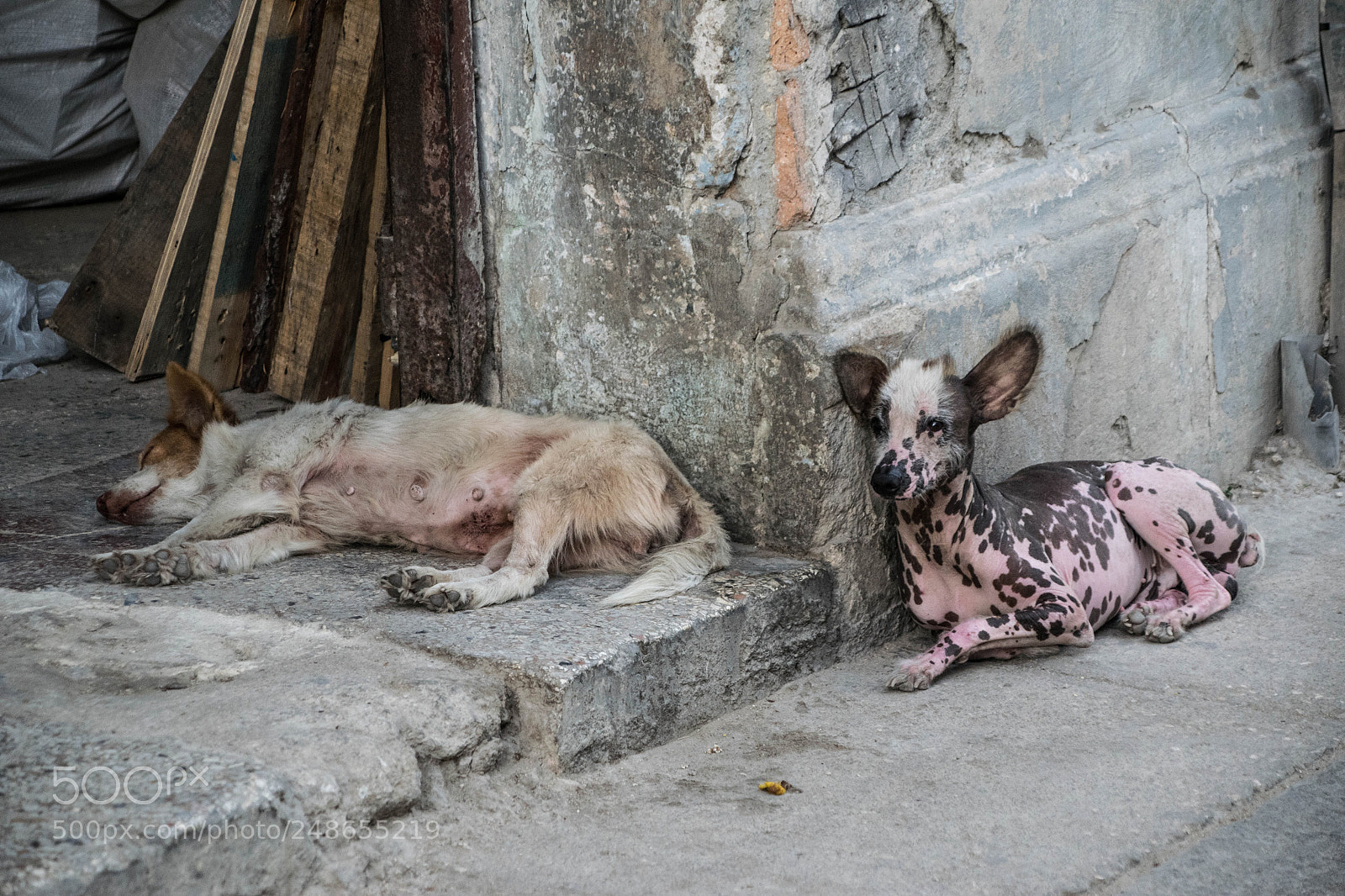 Nikon D5300 sample photo. Dog photography