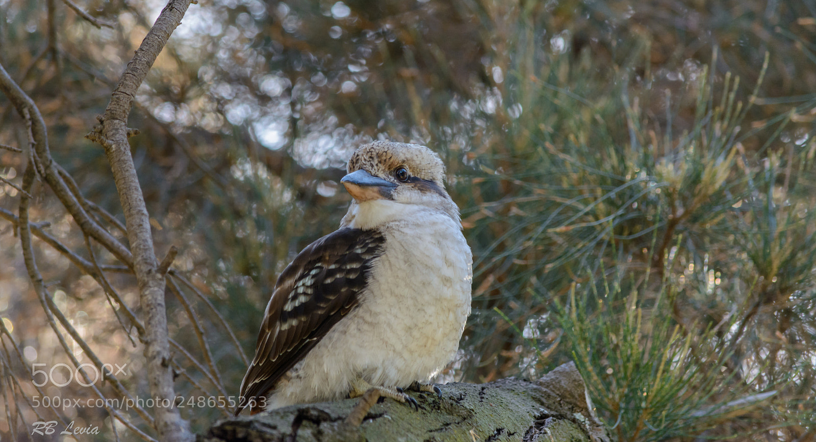 Nikon D5200 sample photo. Kookaburra 2 photography