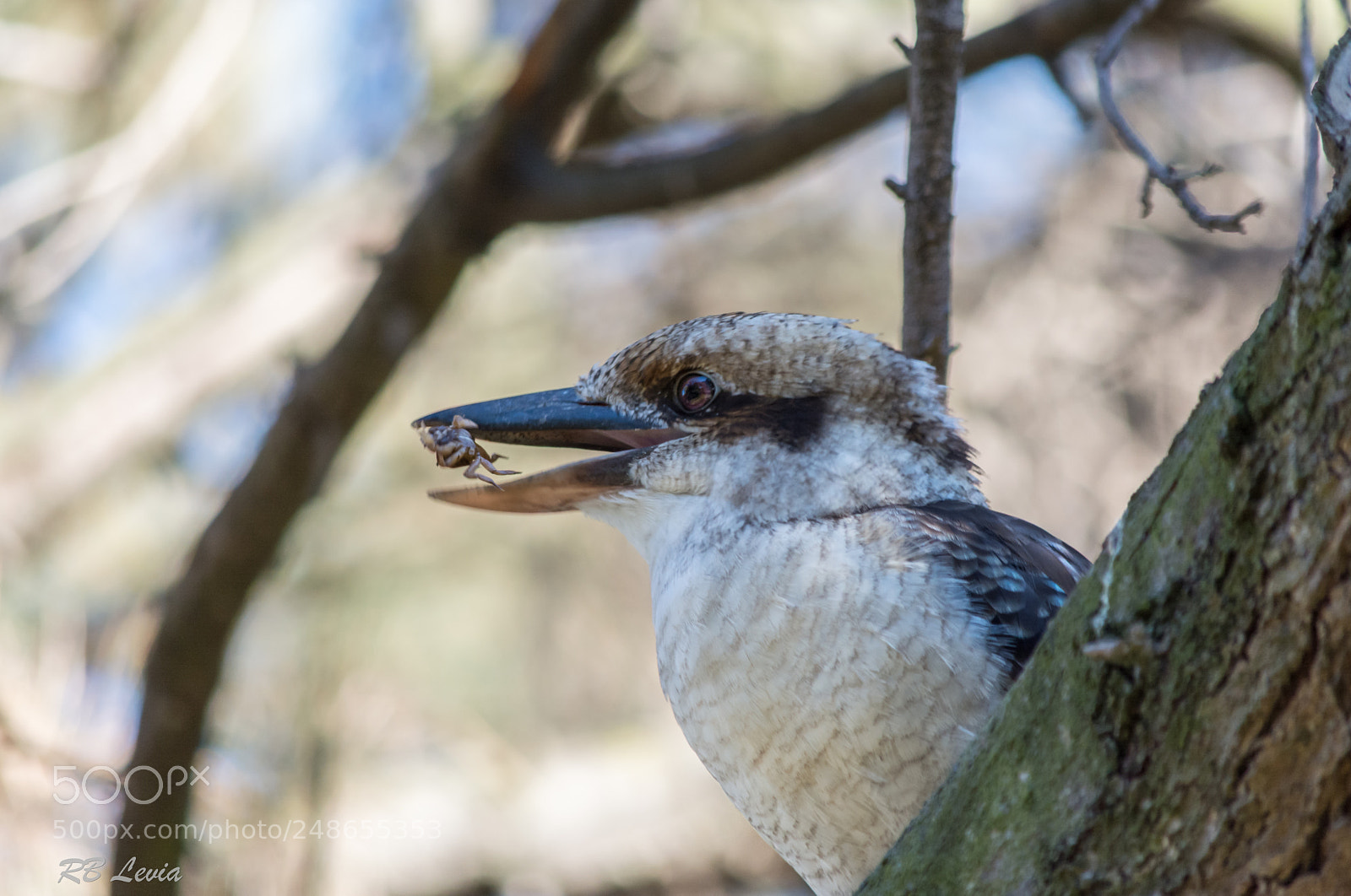 Nikon D5200 sample photo. Kookaburra eating scorpion 2 photography