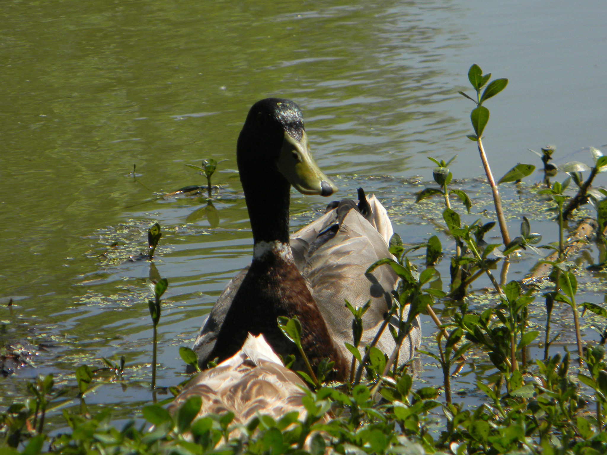 Nikon COOLPIX L105 sample photo. Lone duck. photography