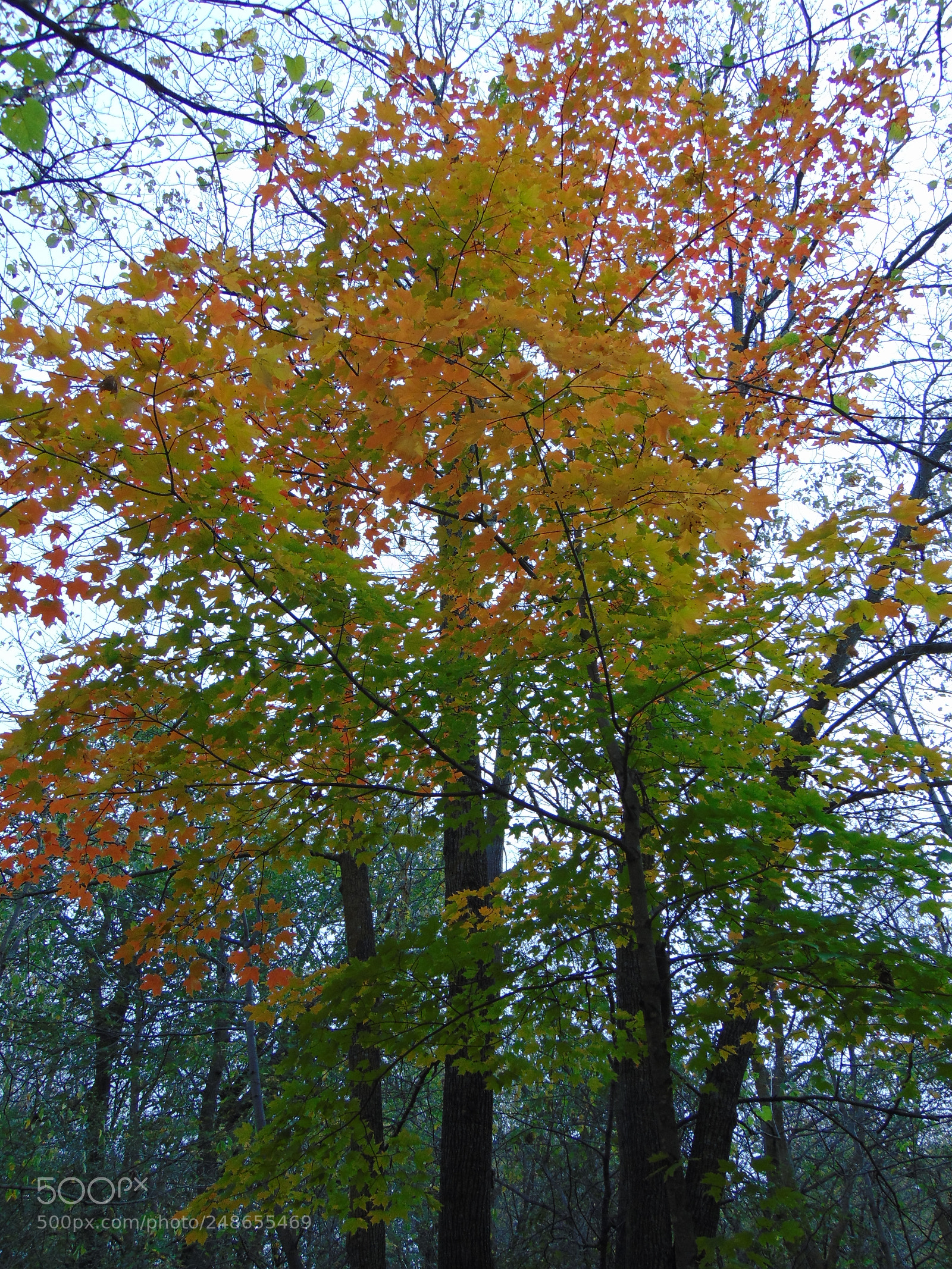 Sony Cyber-shot DSC-H300 sample photo. Dsc photography