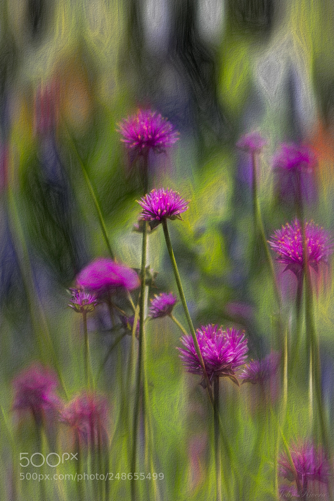 Canon EOS 760D (EOS Rebel T6s / EOS 8000D) sample photo. Painted flowers photography