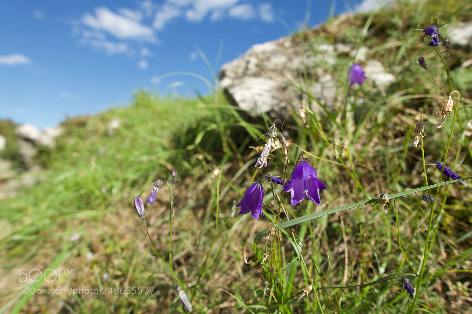 Sony Cyber-shot DSC-RX100 III sample photo. "spring" photography