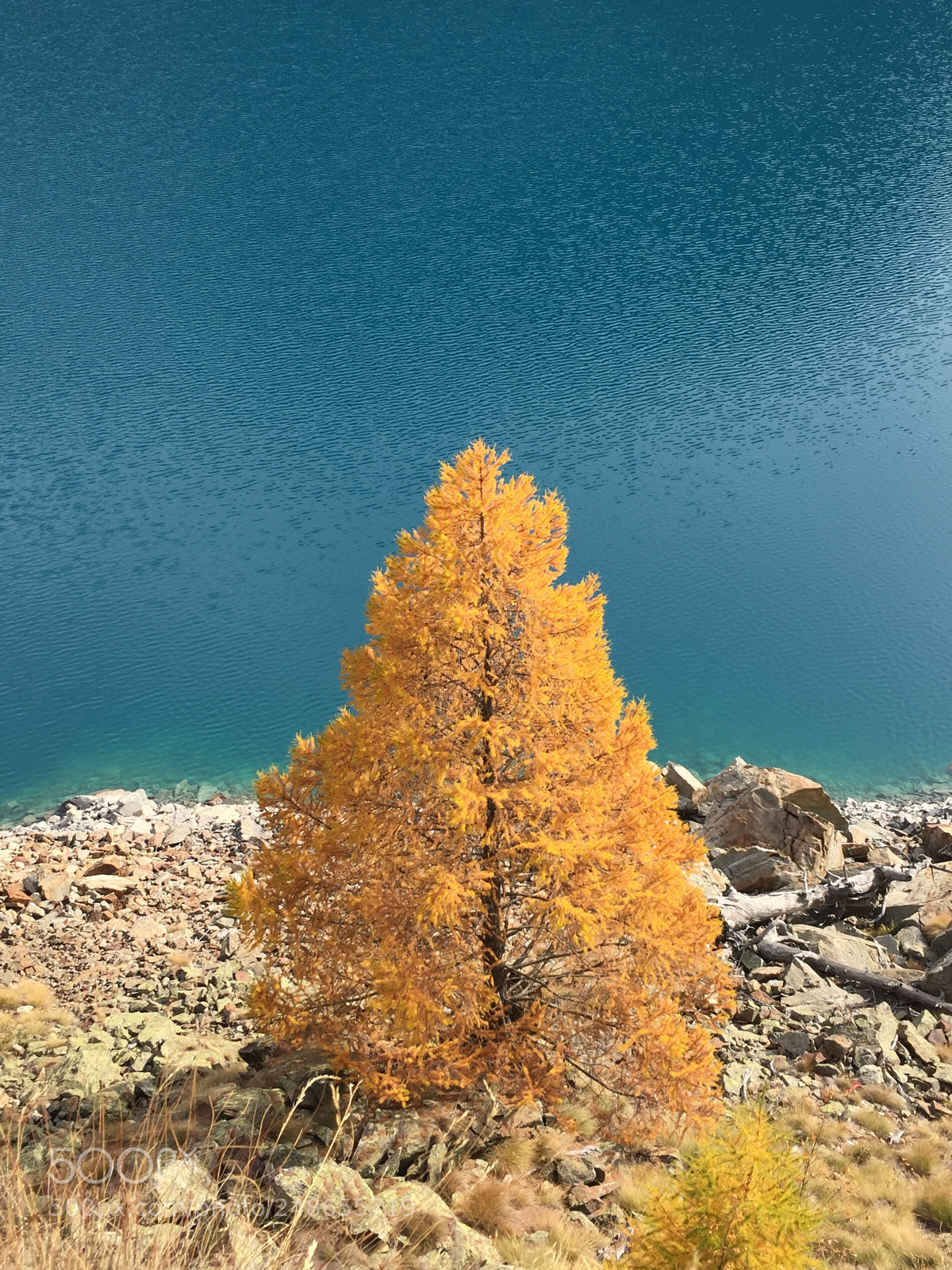 Apple iPhone 6 sample photo. Yellow tree, blue lake photography
