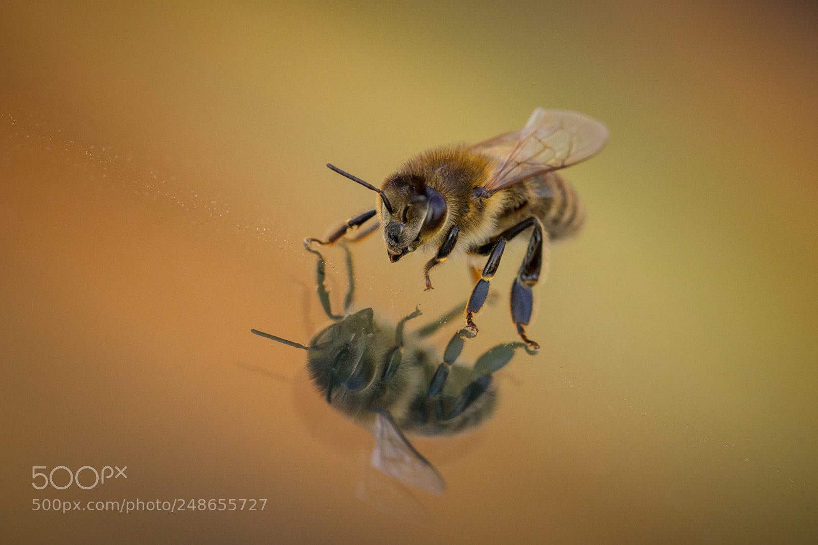 Canon EOS 60D sample photo. Bee photography