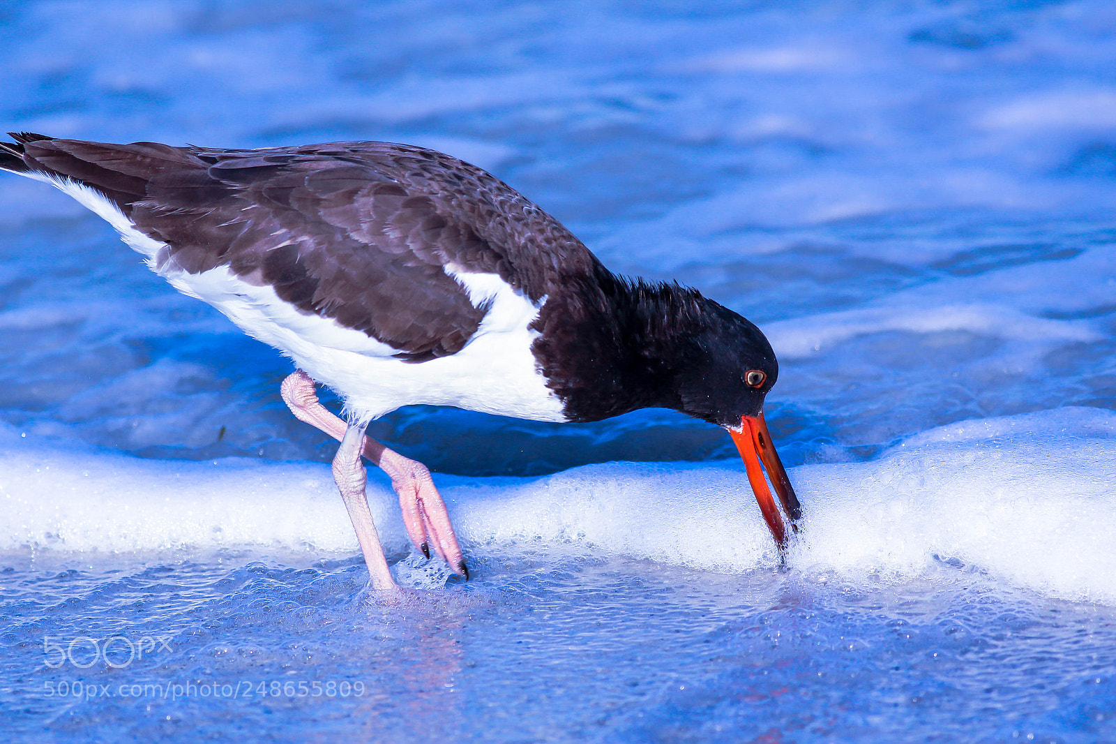 Canon EOS 600D (Rebel EOS T3i / EOS Kiss X5) sample photo. Oystercatcher surfing photography