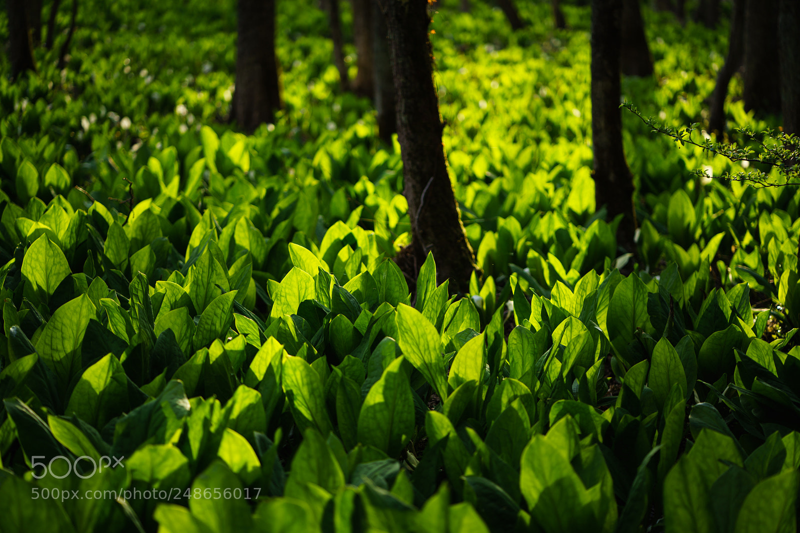 Sony a7 II sample photo. Leaf of asian skunk photography