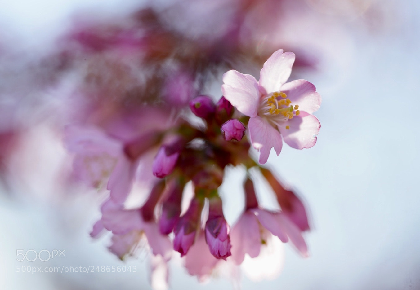 Sony a7R III sample photo. Cherry blossom will start photography