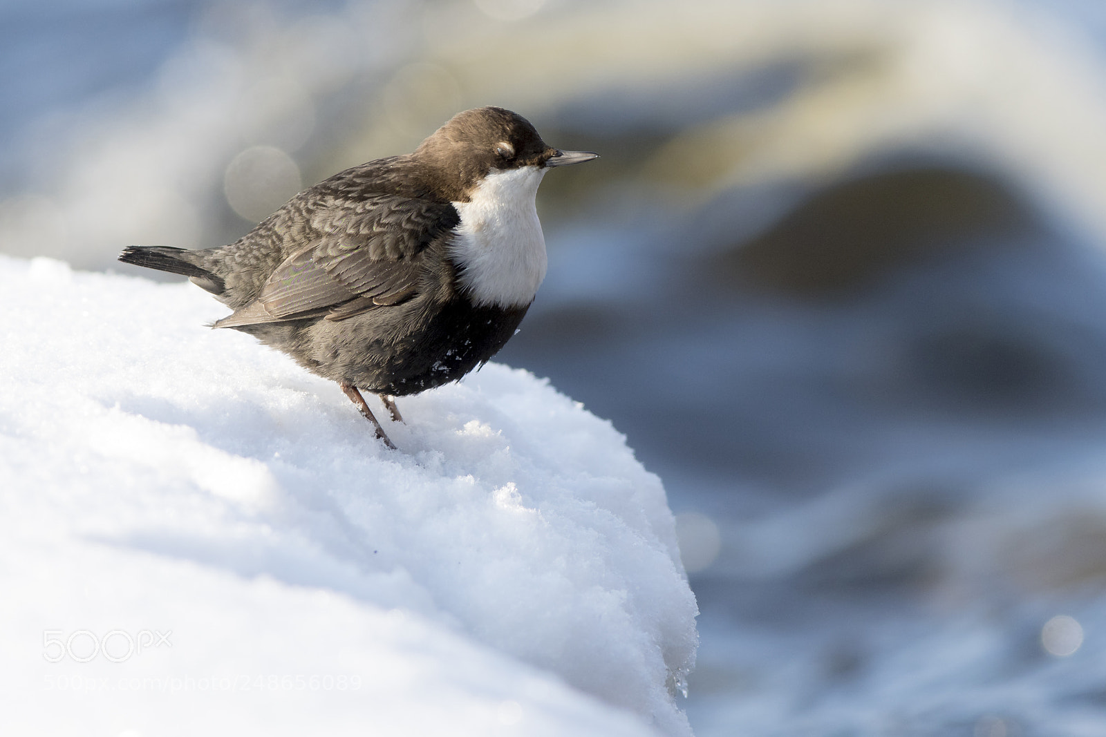 Nikon D500 sample photo. White-throated dipper photography