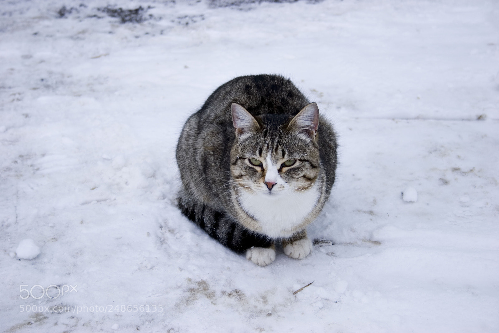 Canon EOS 20D sample photo. Котэ photography