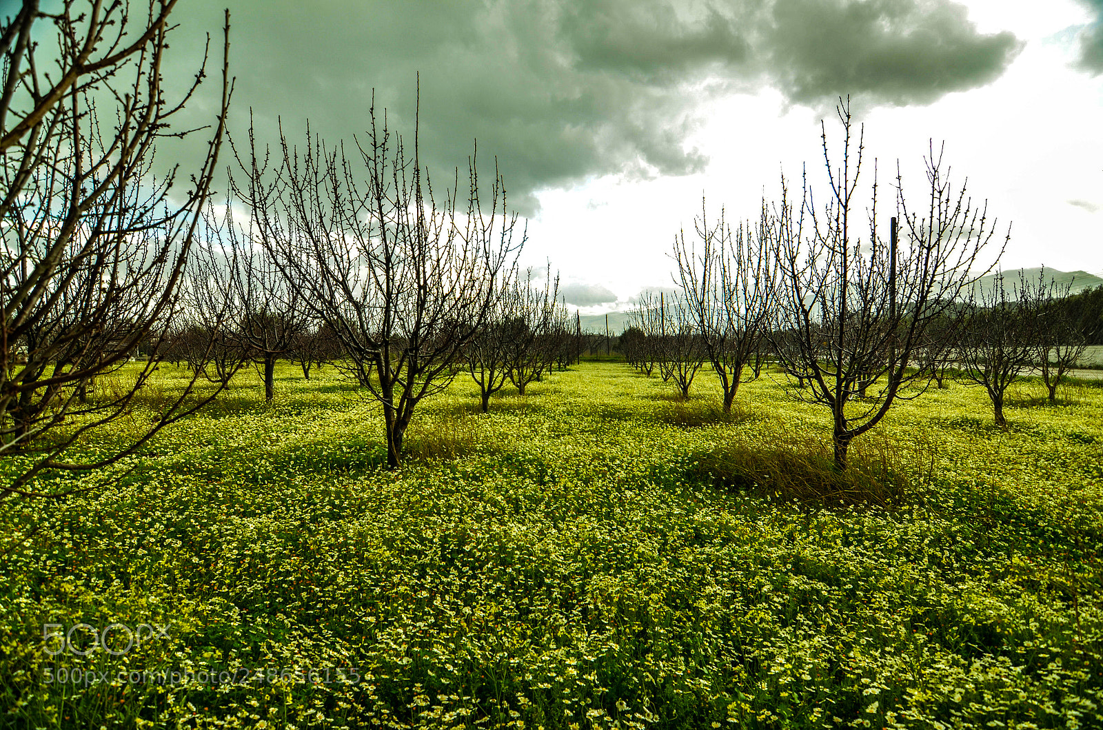 Nikon D5100 sample photo. Cherry trees photography