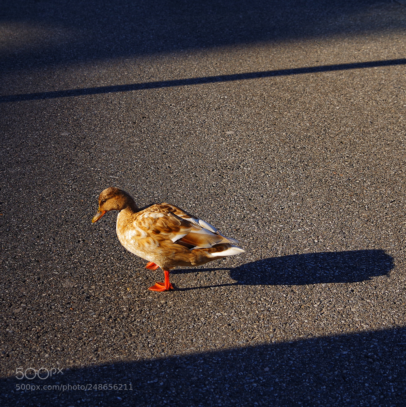 Pentax K-1 sample photo. Locarno photography