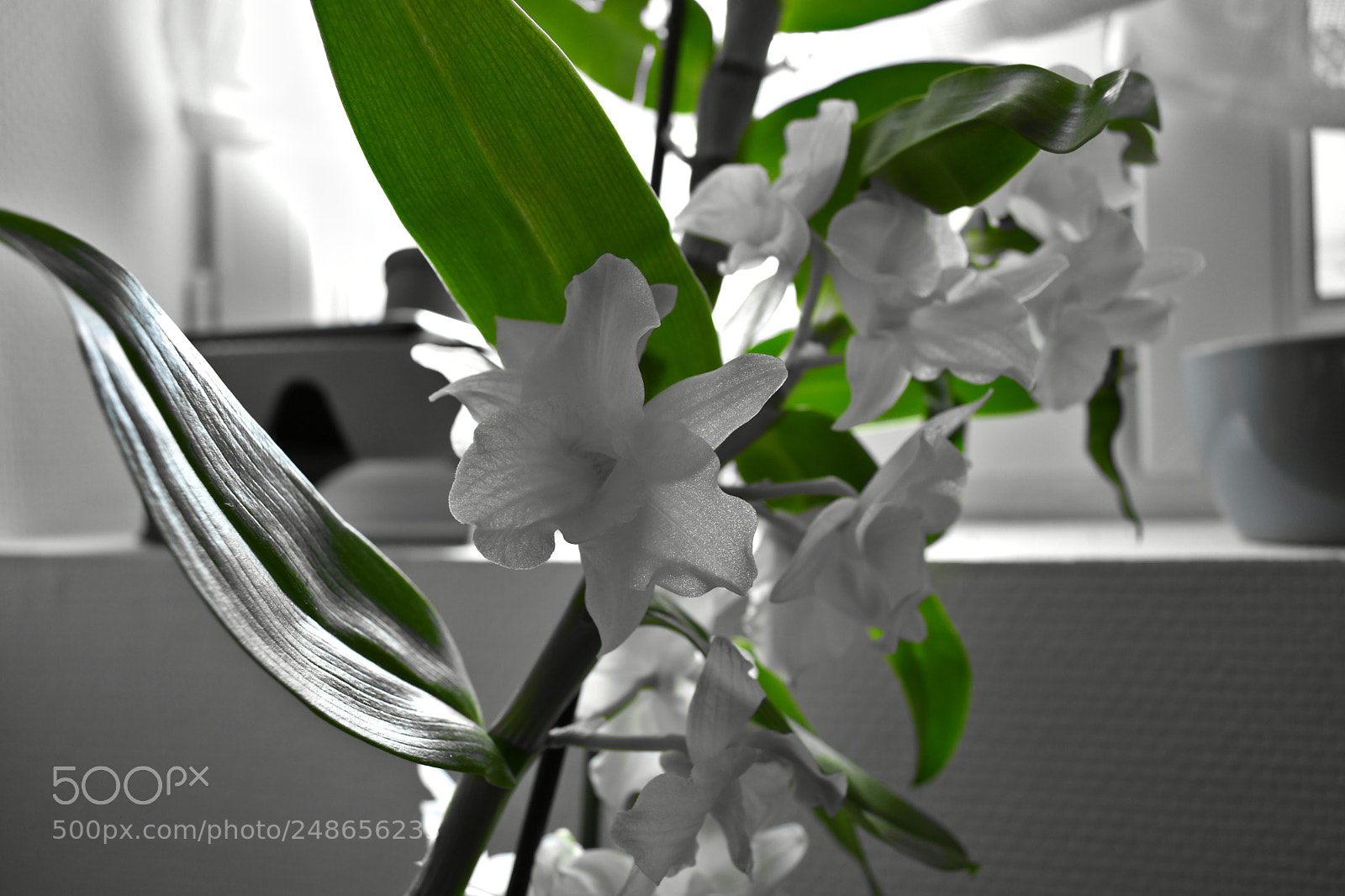 Nikon D5600 sample photo. Orchid photography