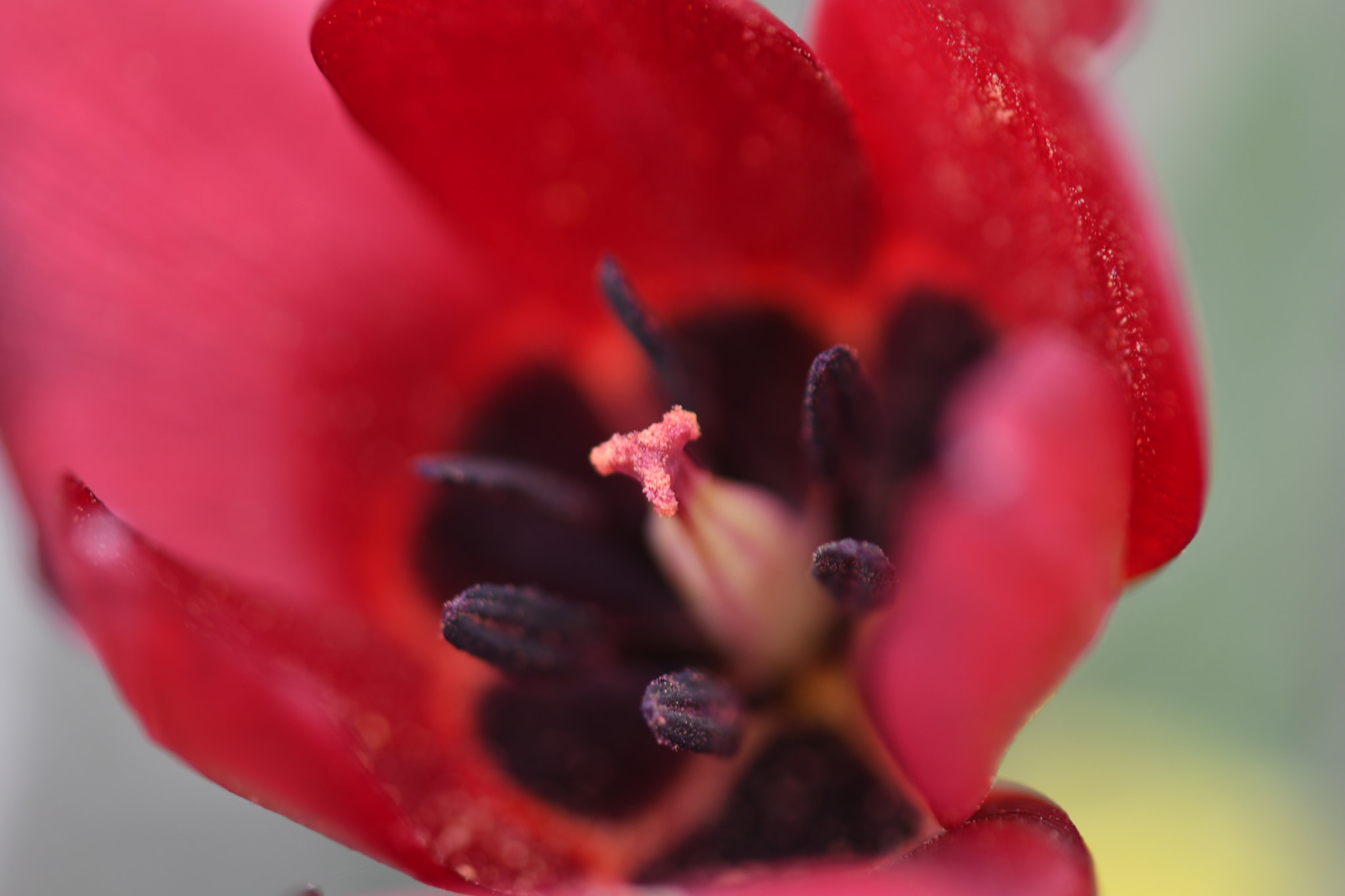 Nikon AF-S Micro-Nikkor 105mm F2.8G IF-ED VR sample photo. Tulipa zypria photography