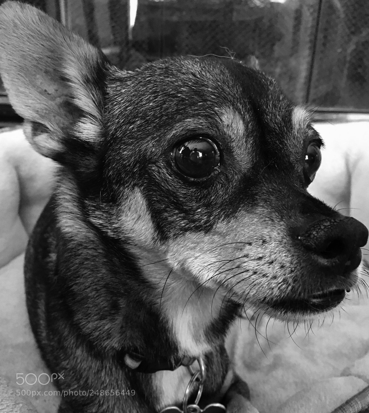 Apple iPhone 6s sample photo. Mans best friend photography