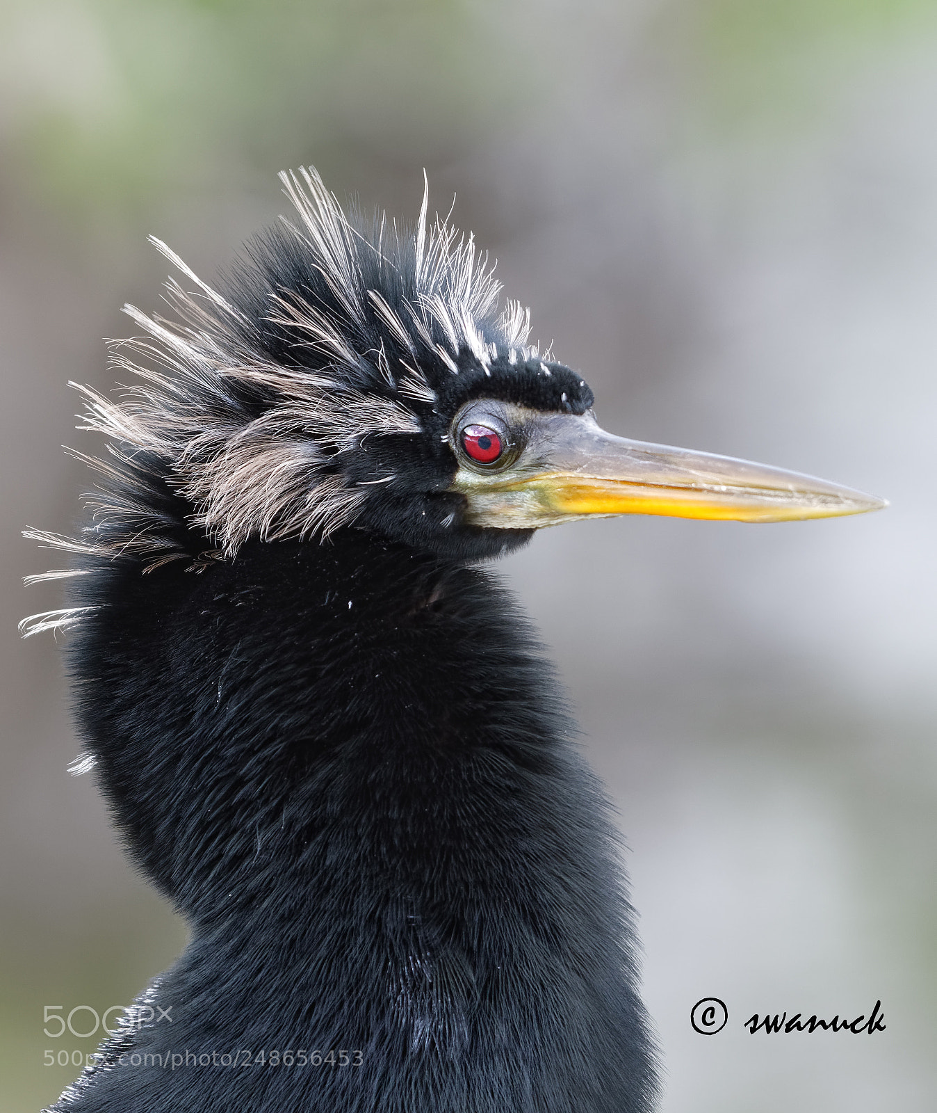 Nikon D500 sample photo. Cormorant photography