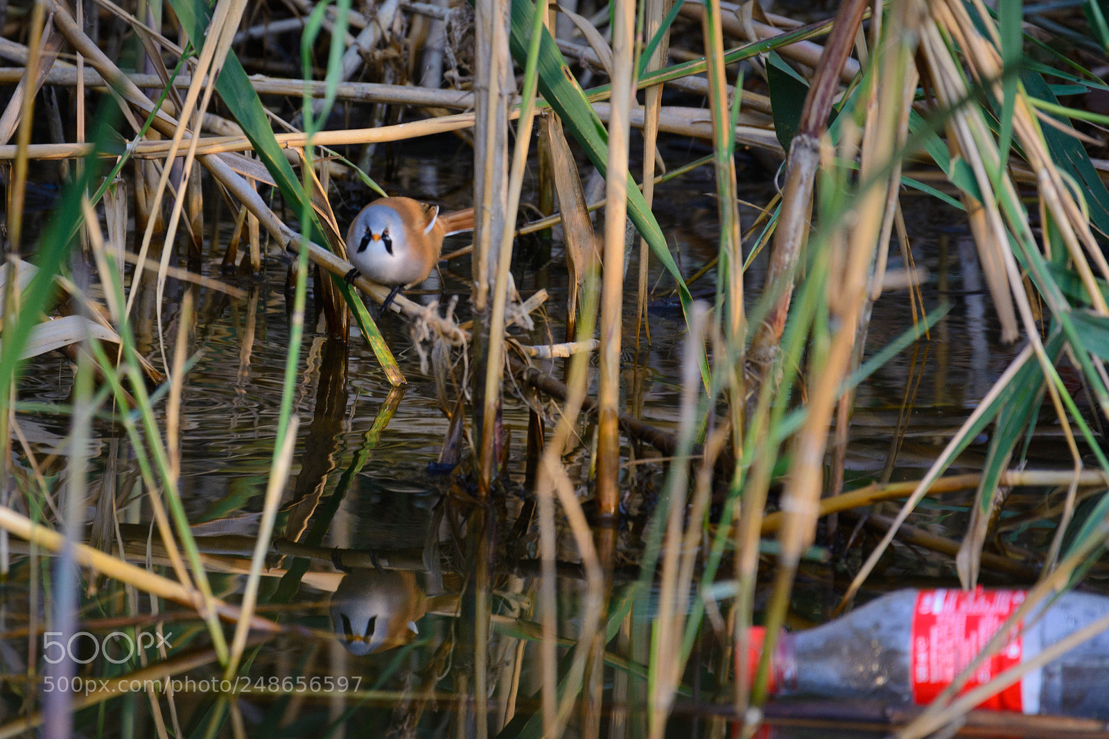 Nikon D5200 sample photo. Who littered in my photography