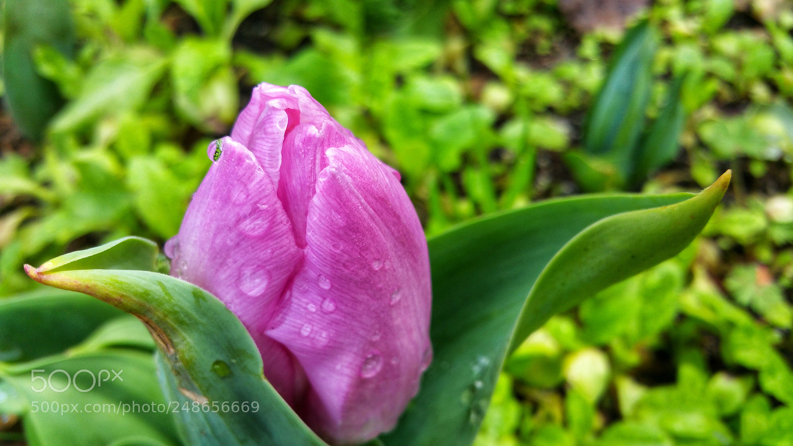 Samsung Galaxy Note4 sample photo. Unfurling beauty photography
