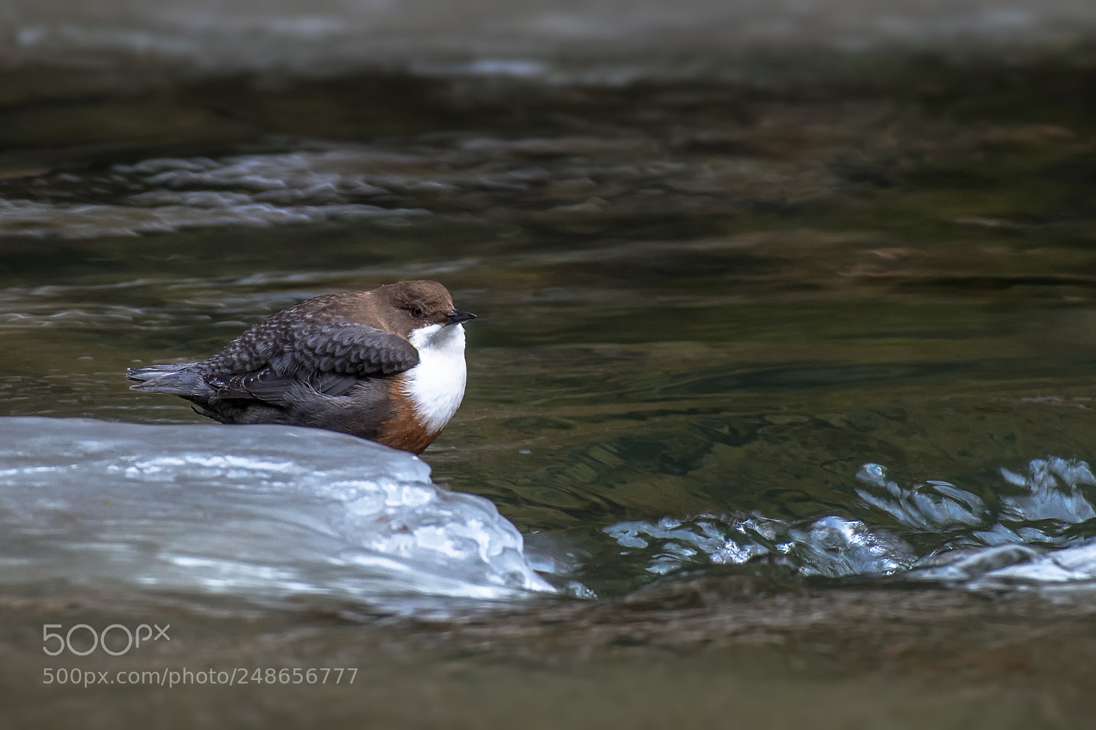Nikon D850 sample photo. Wasseramsel photography