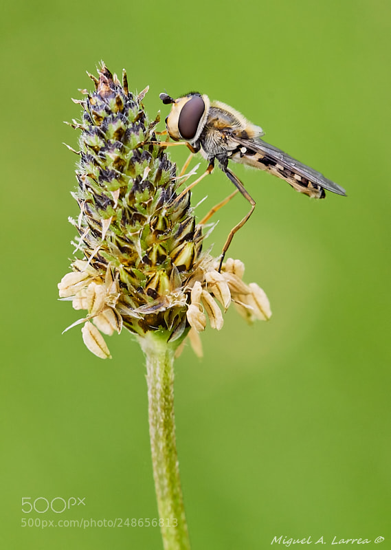 Sony ILCA-77M2 sample photo. Syrphidae photography