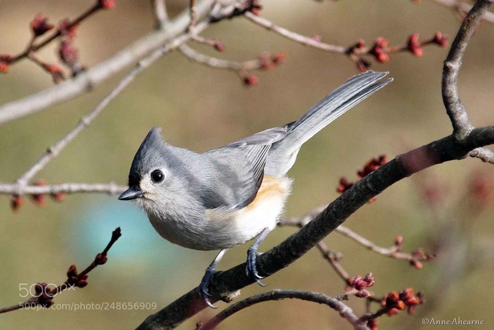 Sony ILCA-77M2 sample photo. Tufted titmouse photography