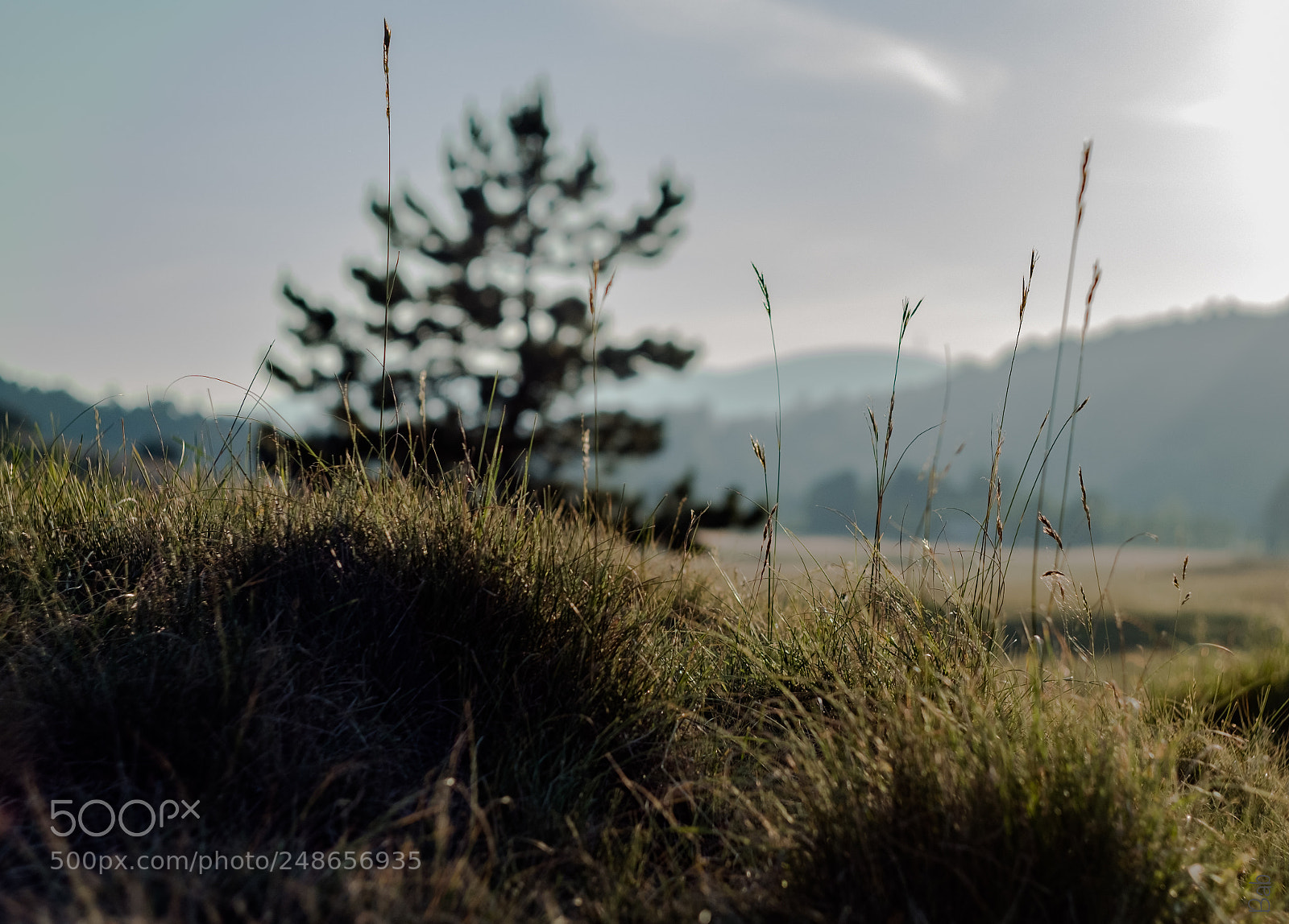 Fujifilm X-T2 sample photo. Grass photography