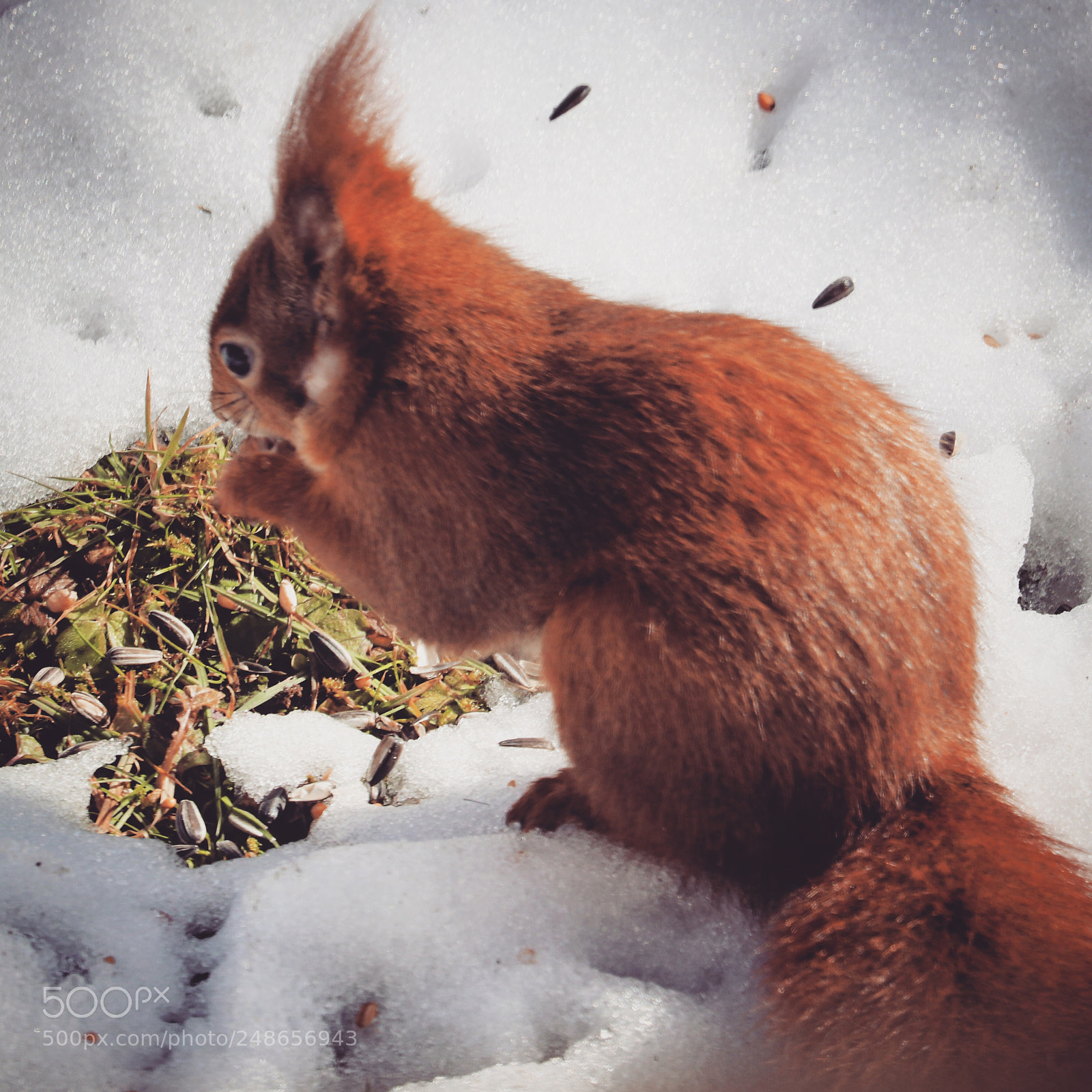 Canon EOS 80D sample photo. Squirell is eating photography