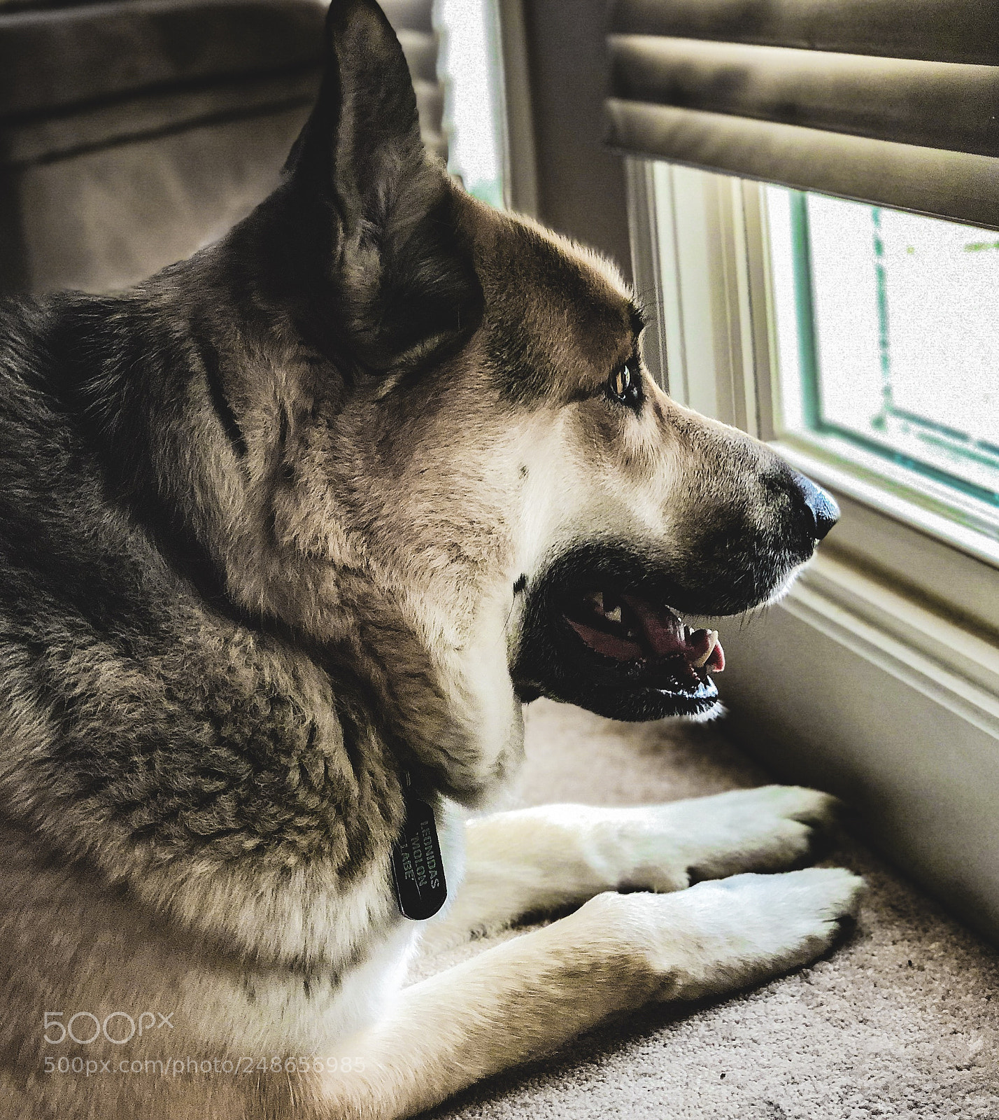 Apple iPhone X sample photo. Waiting for the mailman photography