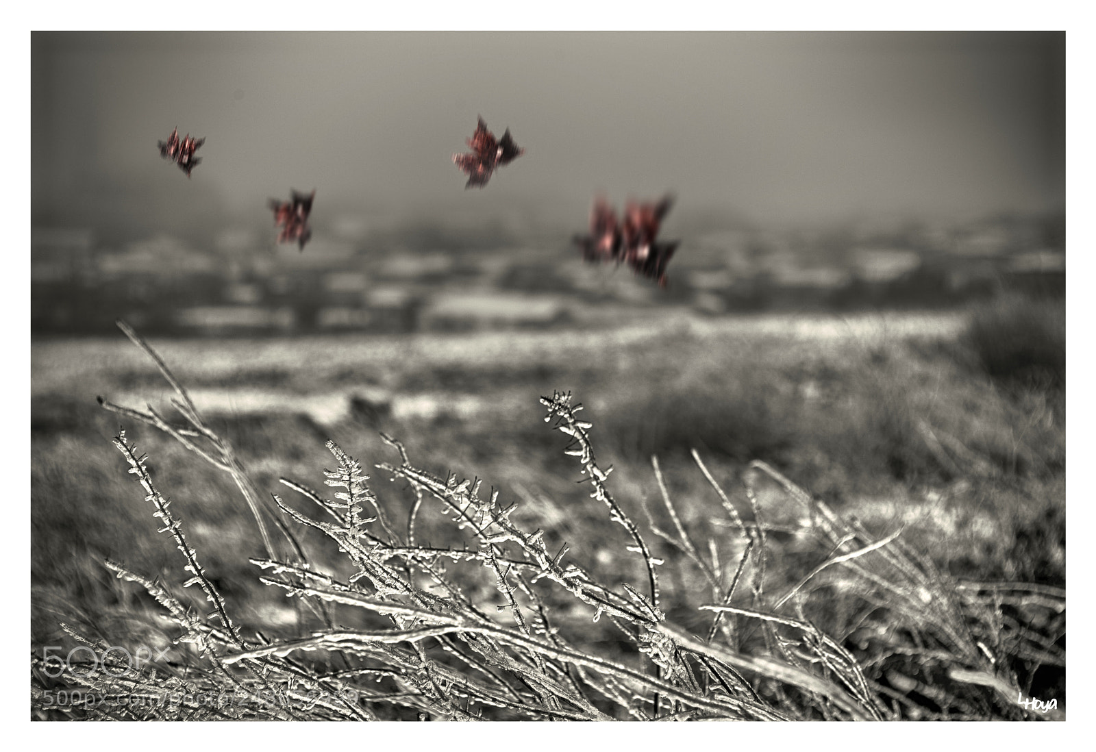Nikon D610 sample photo. Nieve +hojas photography
