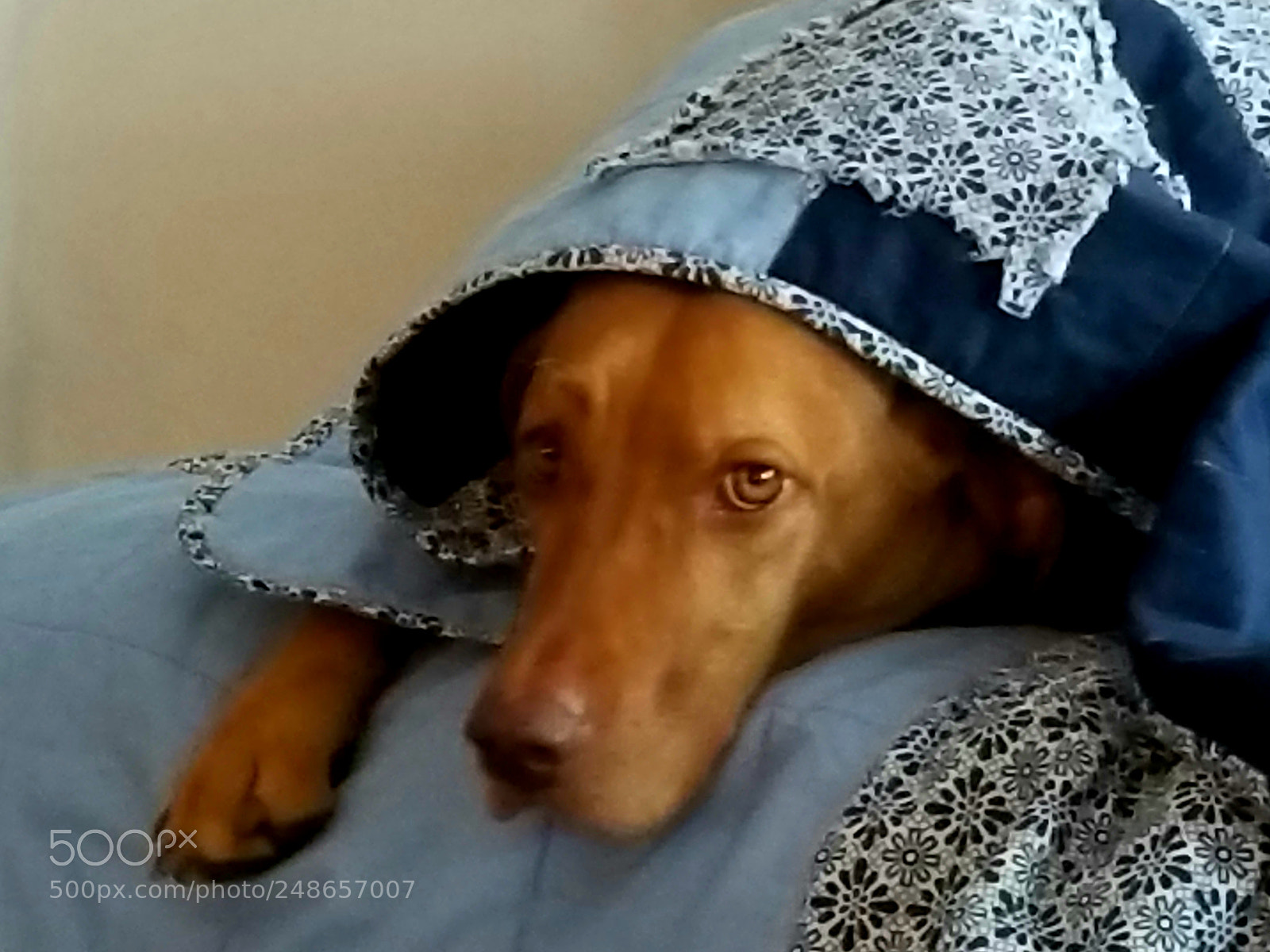 Samsung Galaxy S8 sample photo. Hound dog blue photography