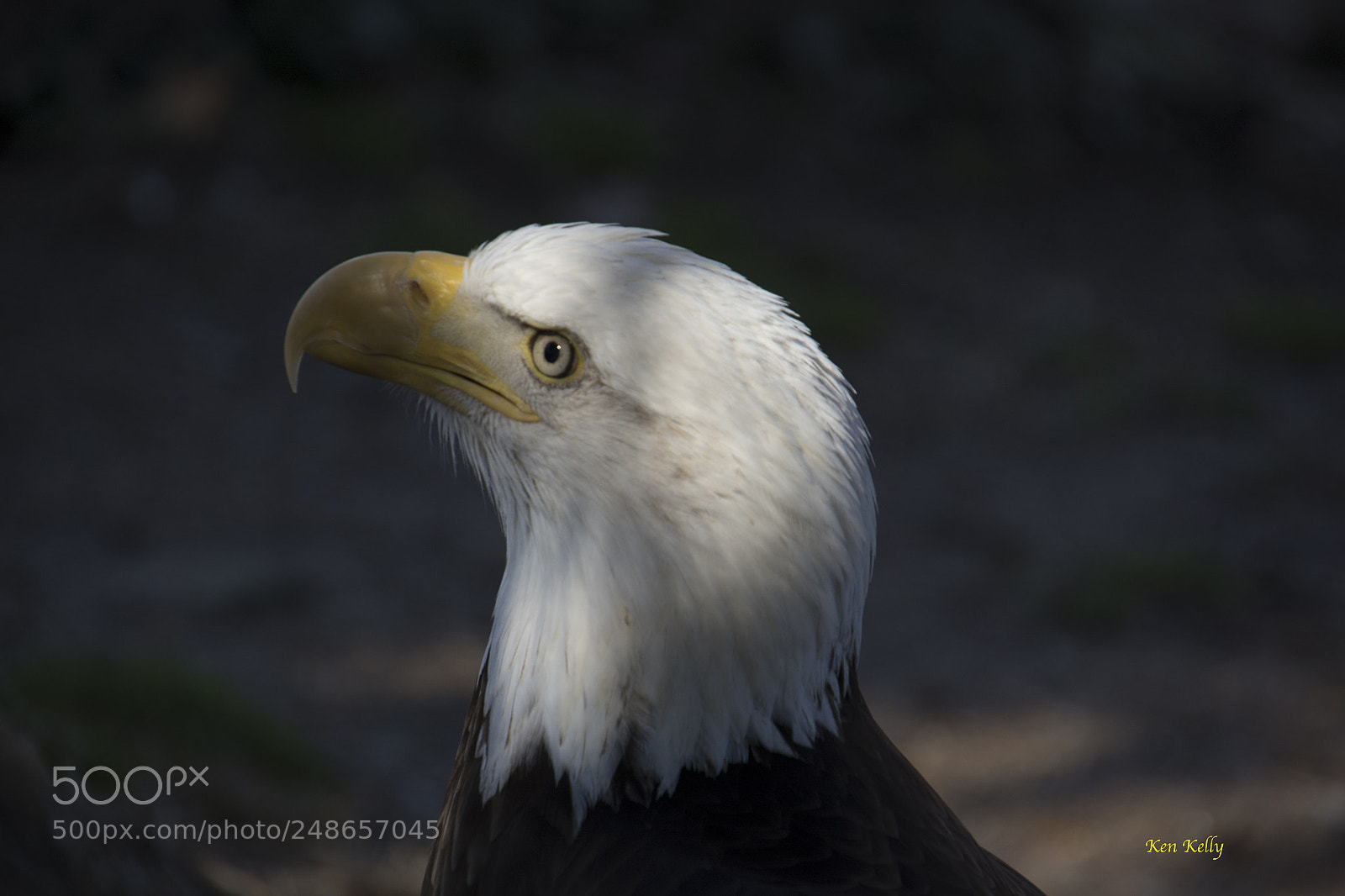 Canon EOS 7D Mark II sample photo. Bald eagle photography