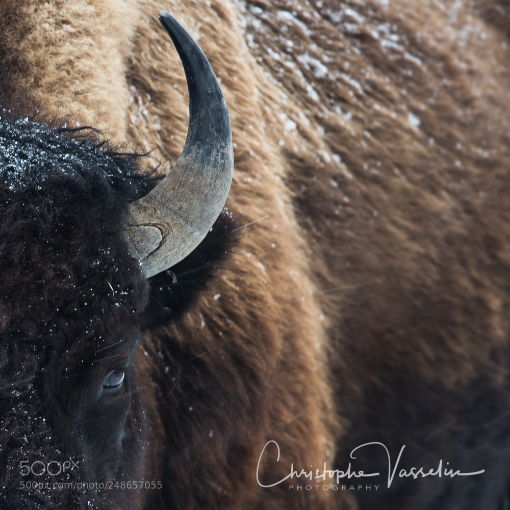 Canon EOS-1D X sample photo. Bison photography