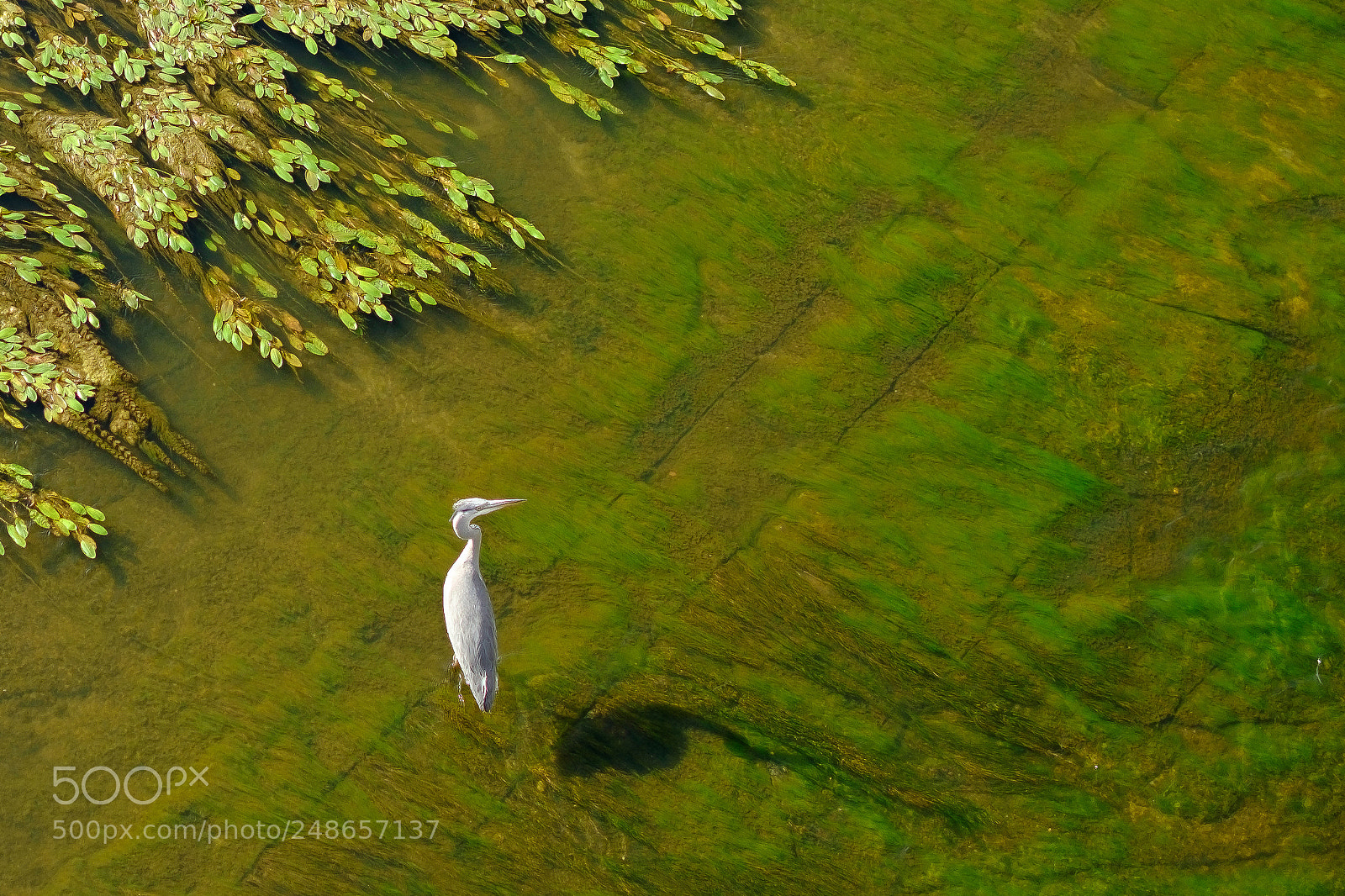 Fujifilm X-T1 sample photo. Bird in river photography