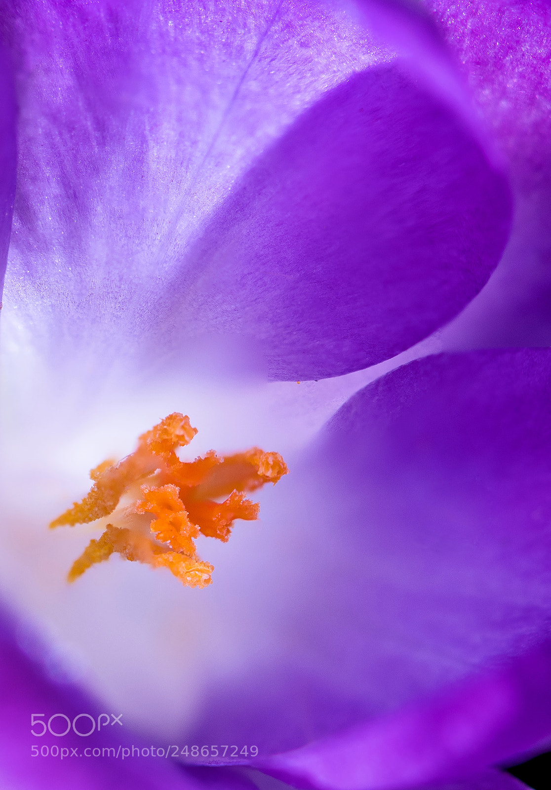 Nikon D850 sample photo. Crocus photography