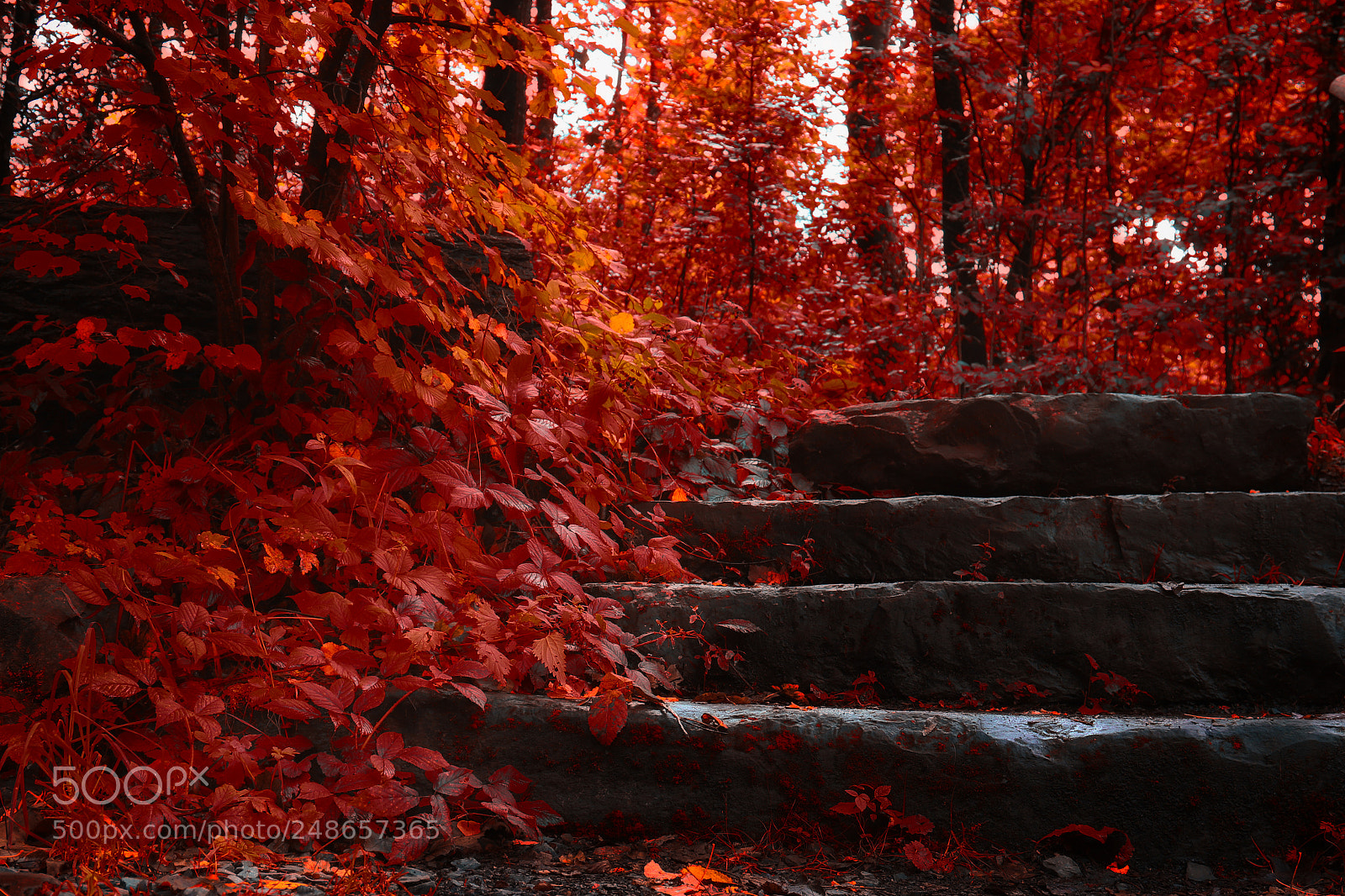 Canon EOS 7D Mark II sample photo. The dark steps photography