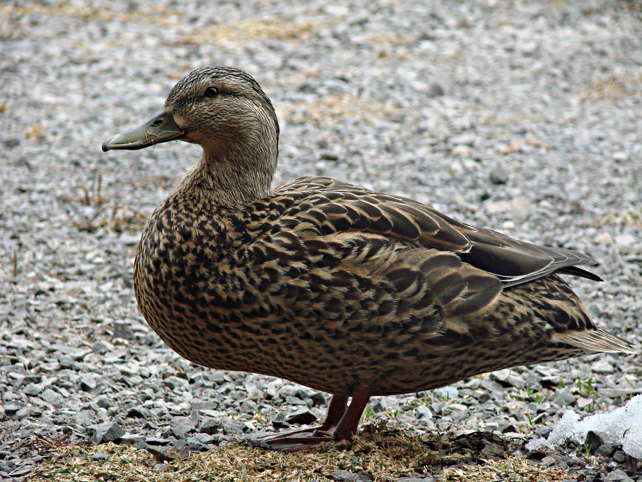 Sony DSC-H5 sample photo. Female mallard duck photography
