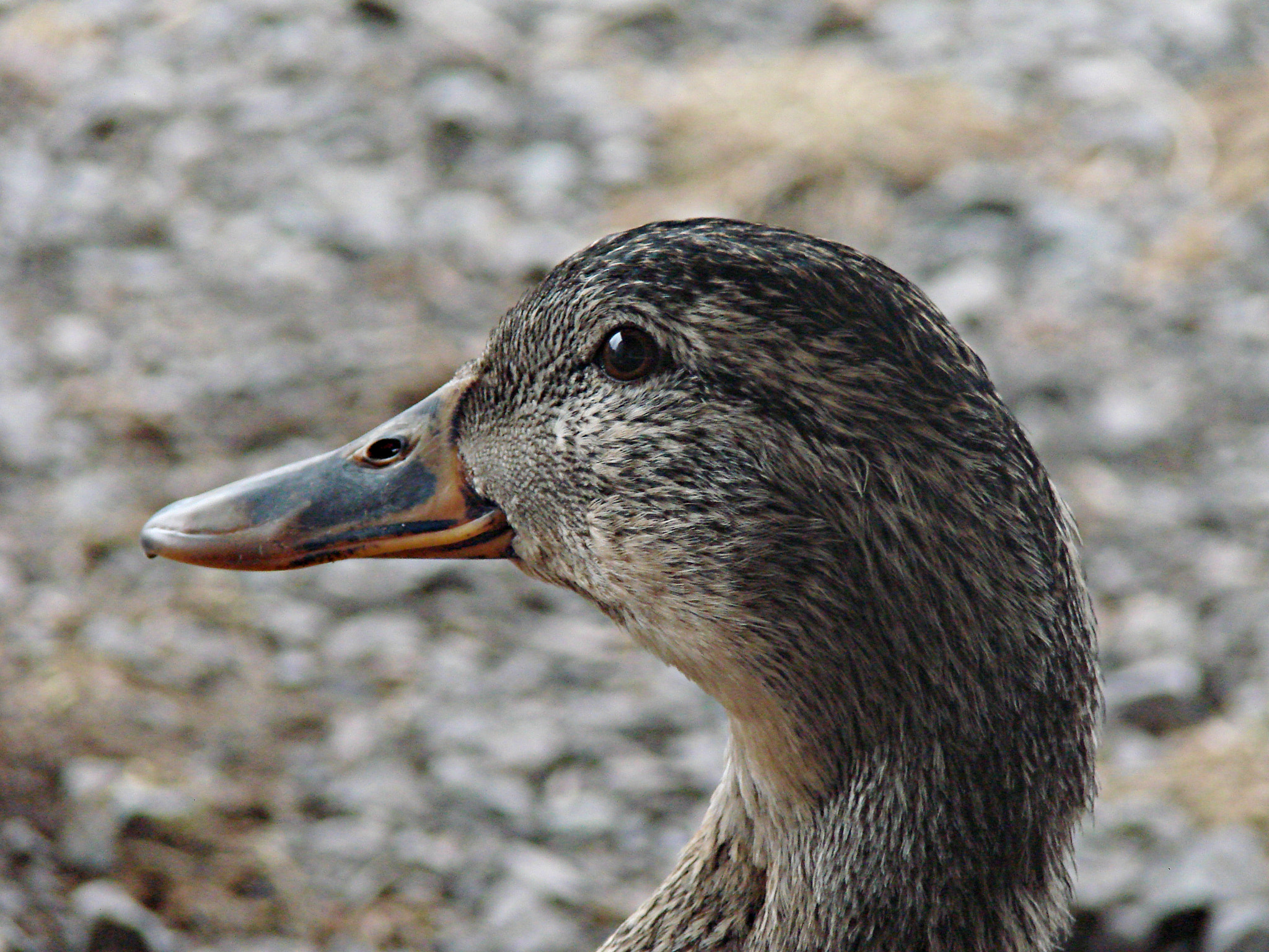 Sony DSC-H5 sample photo. Female mallard photography