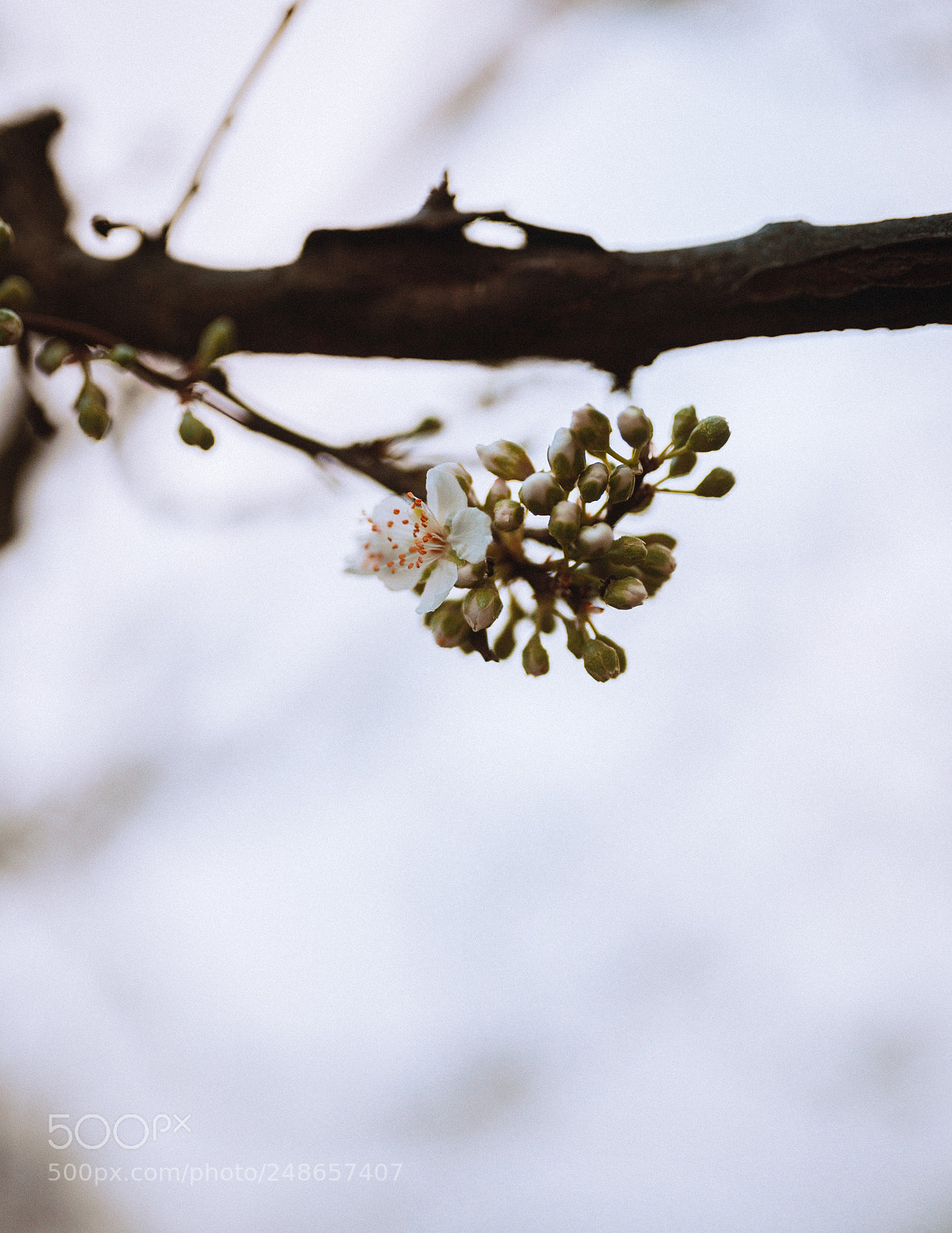 Nikon D610 sample photo. Untitled photography